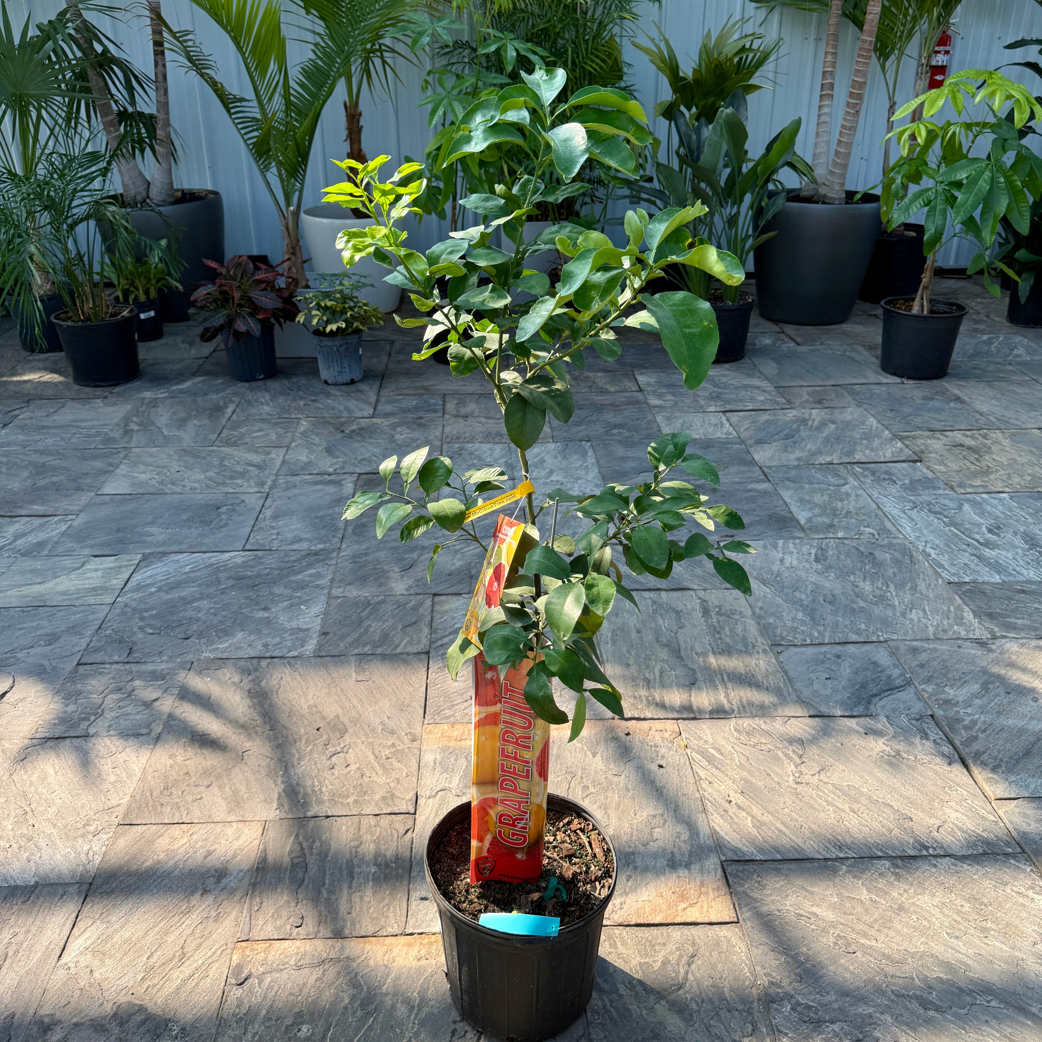 Citrus paradisi 'Ruby Ray' (Ruby Ray Grapefruit) - 5g Pot