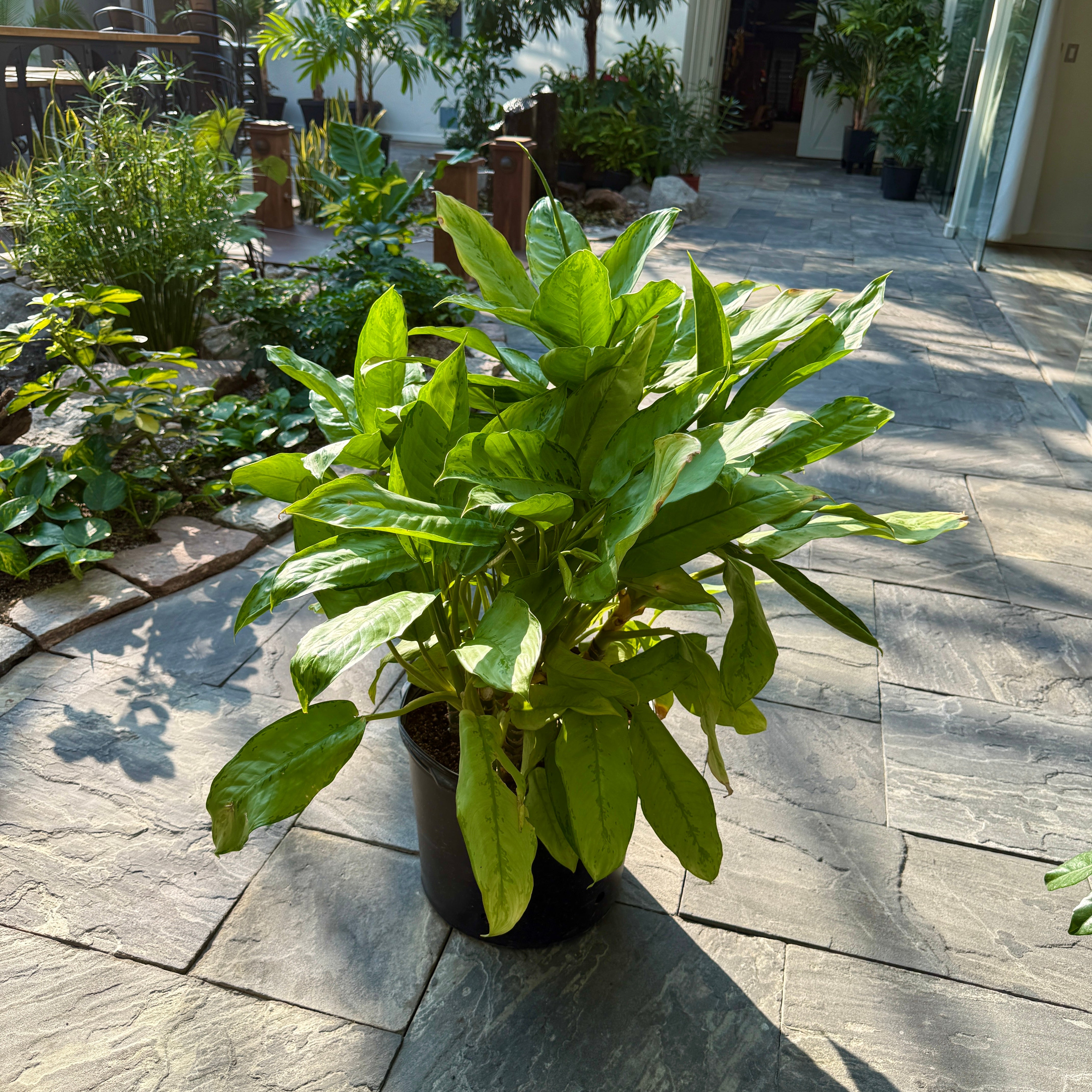 Chinese Evergreen 'Silver Bay' (Aglaonema 'Silver Bay') - 14" Pot