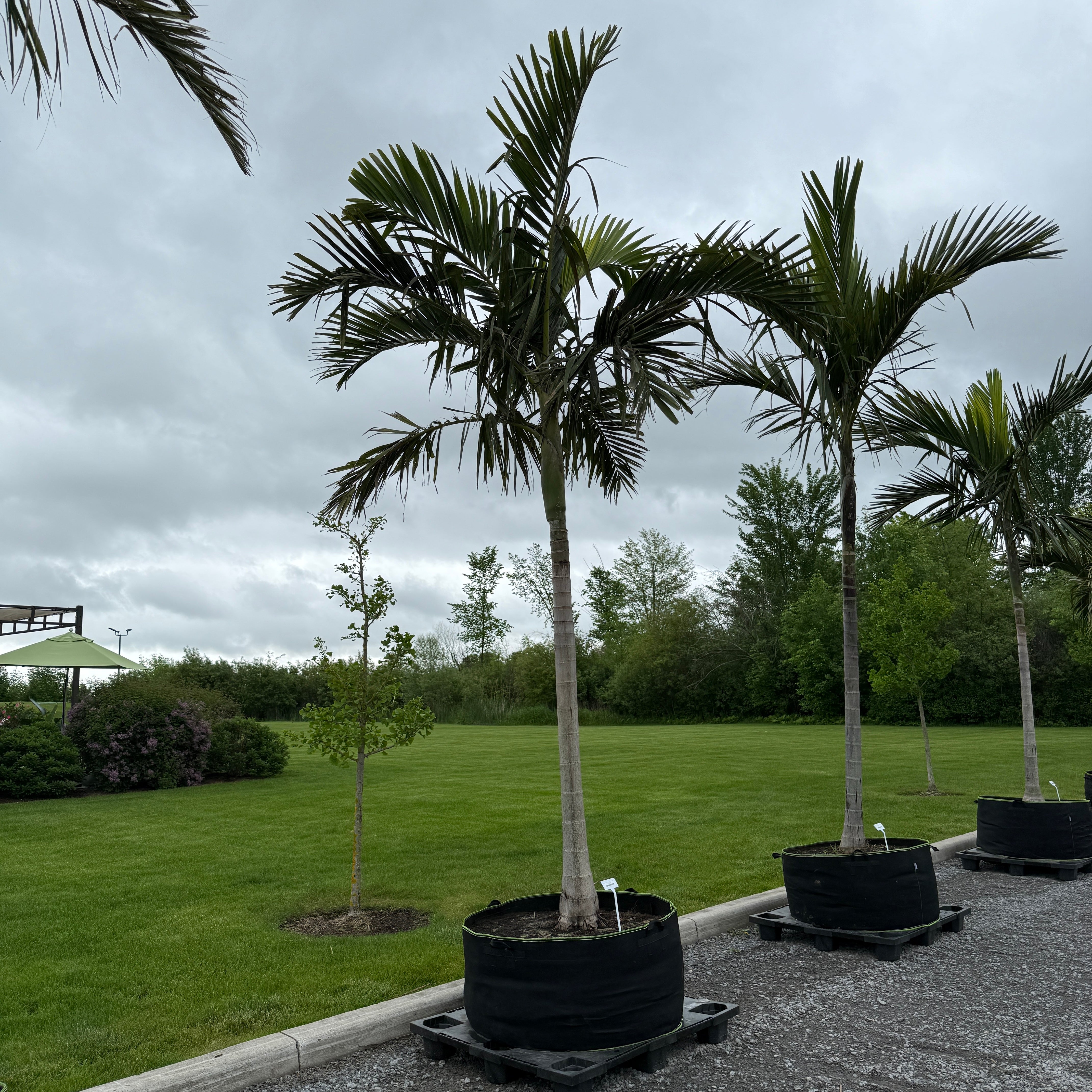 Alexander Palm (Ptychosperma elegans) - 14' BB - #1 Single