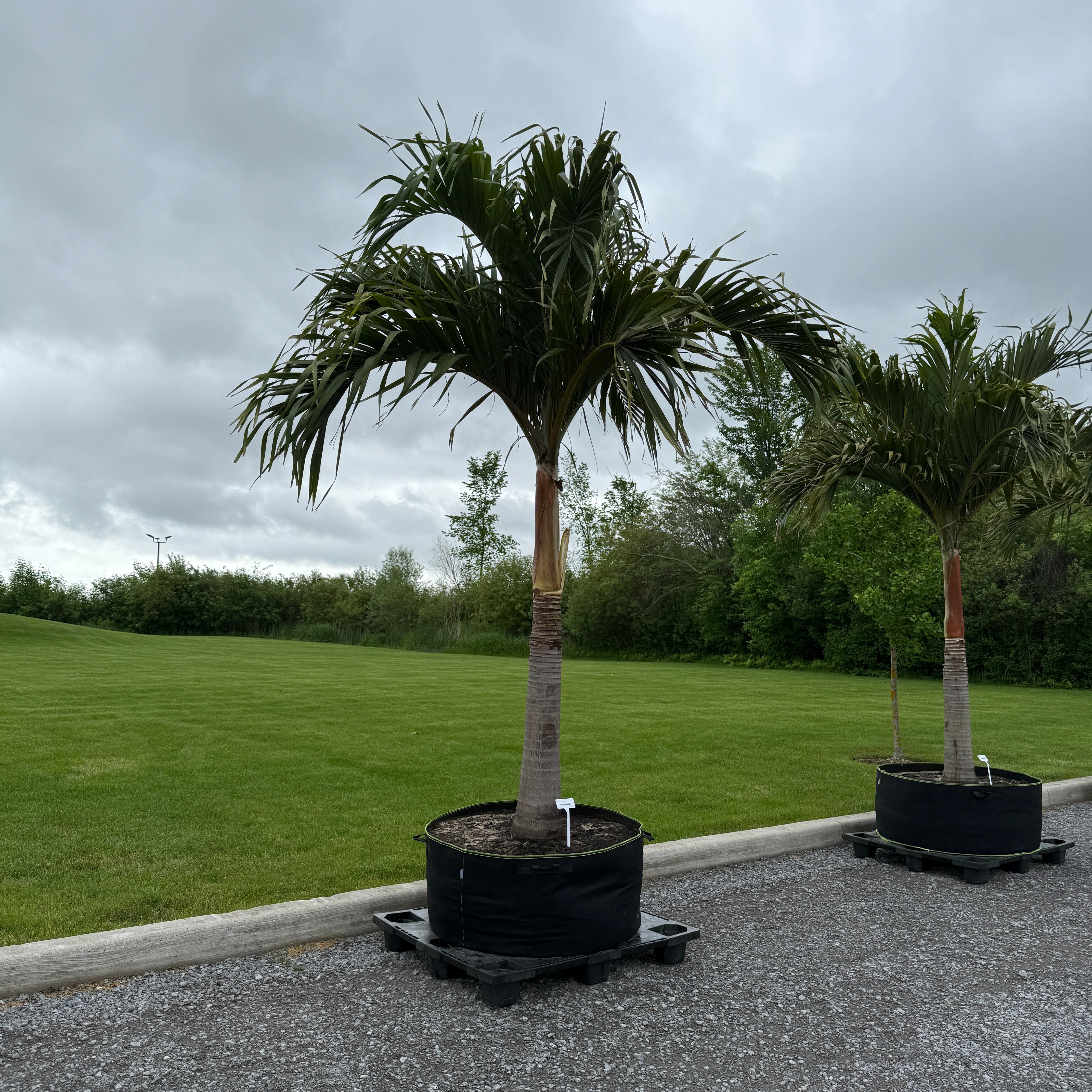 Christmas Palm (Adonidia merrillii) - 9' BB - FF Single