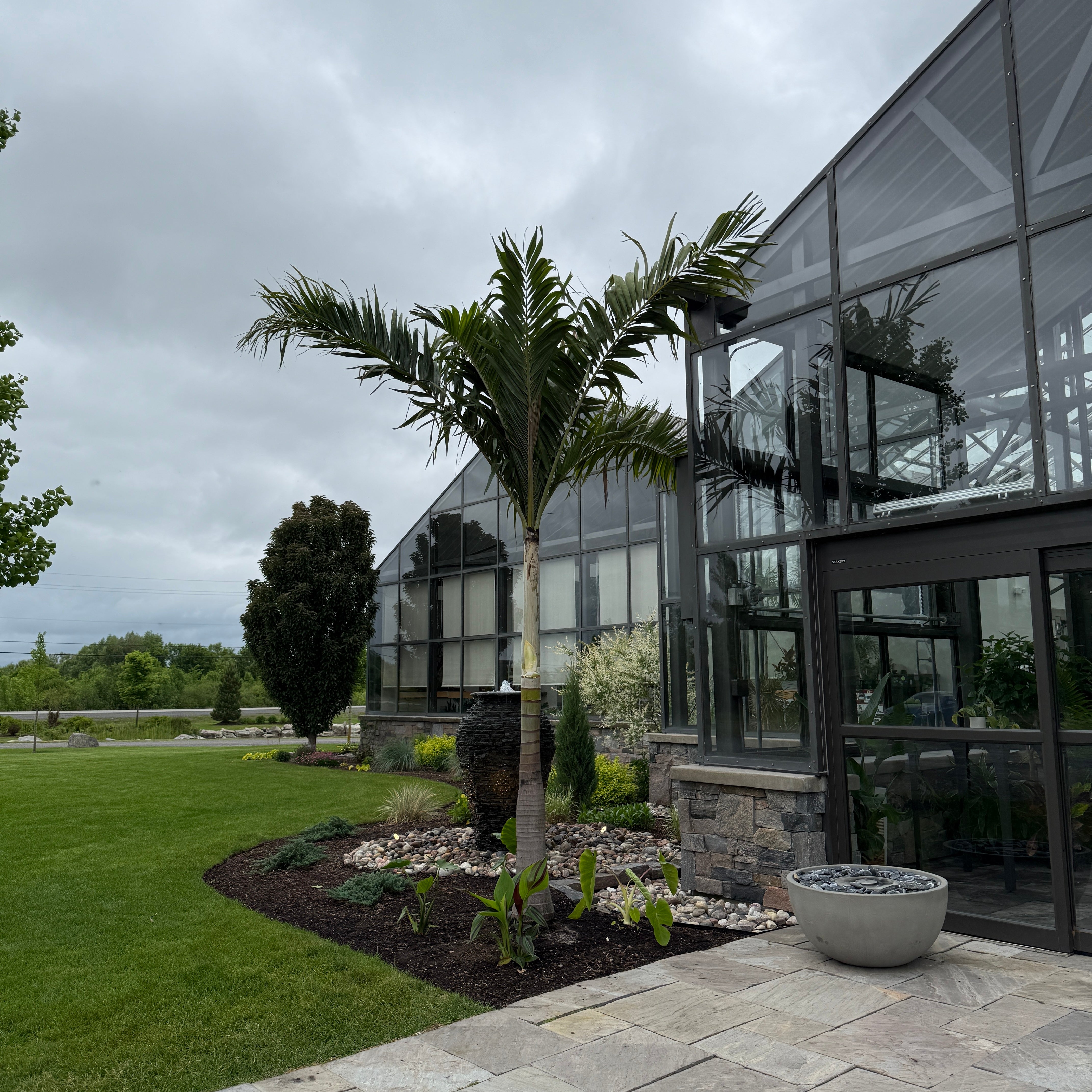 Montgomery Palm (Vechia Montgomeryana) - 14' BB - #1 Single