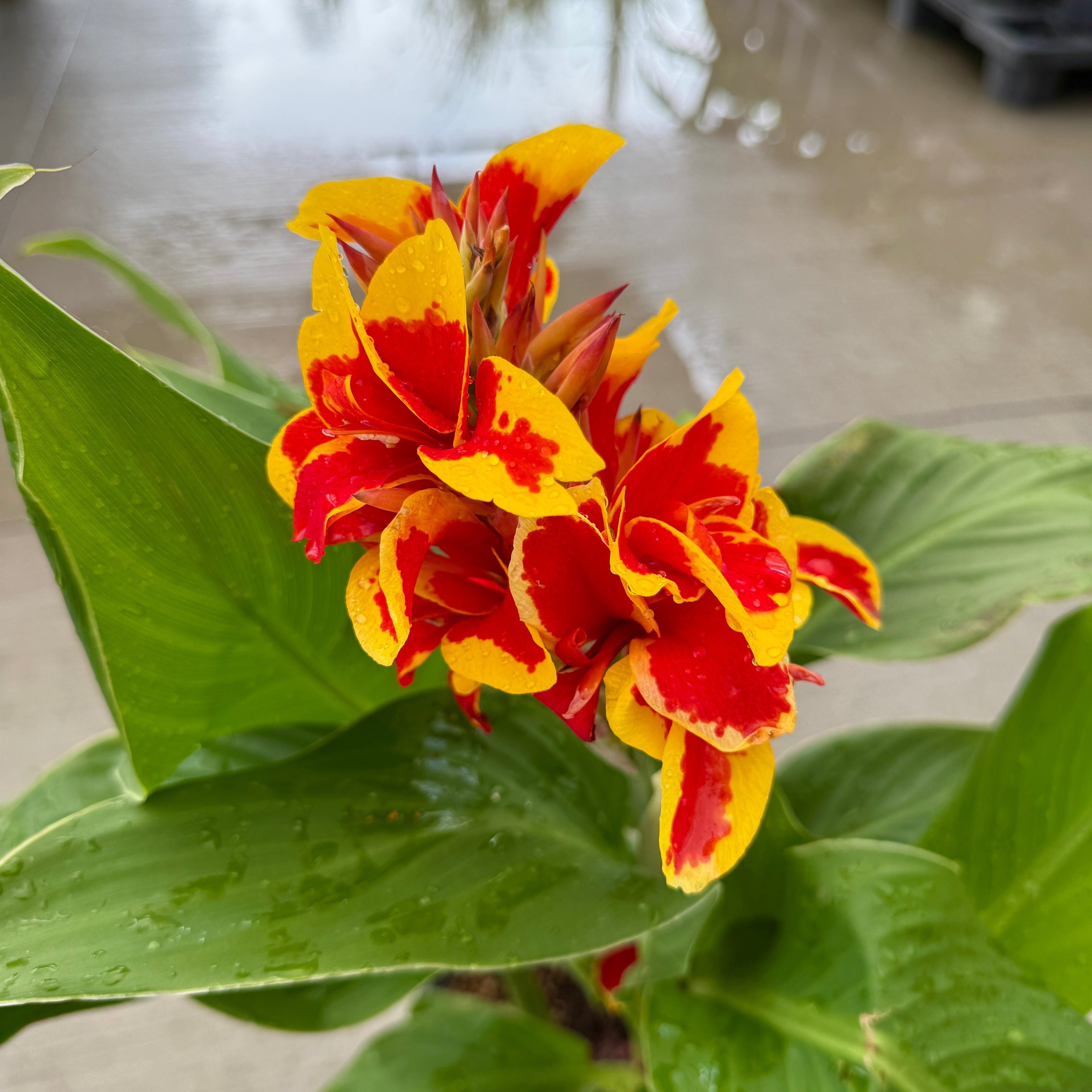 Canna Cannova 'Red Golden Flame' (Canna x generalis 'Red Golden Flame') - 10" Pot