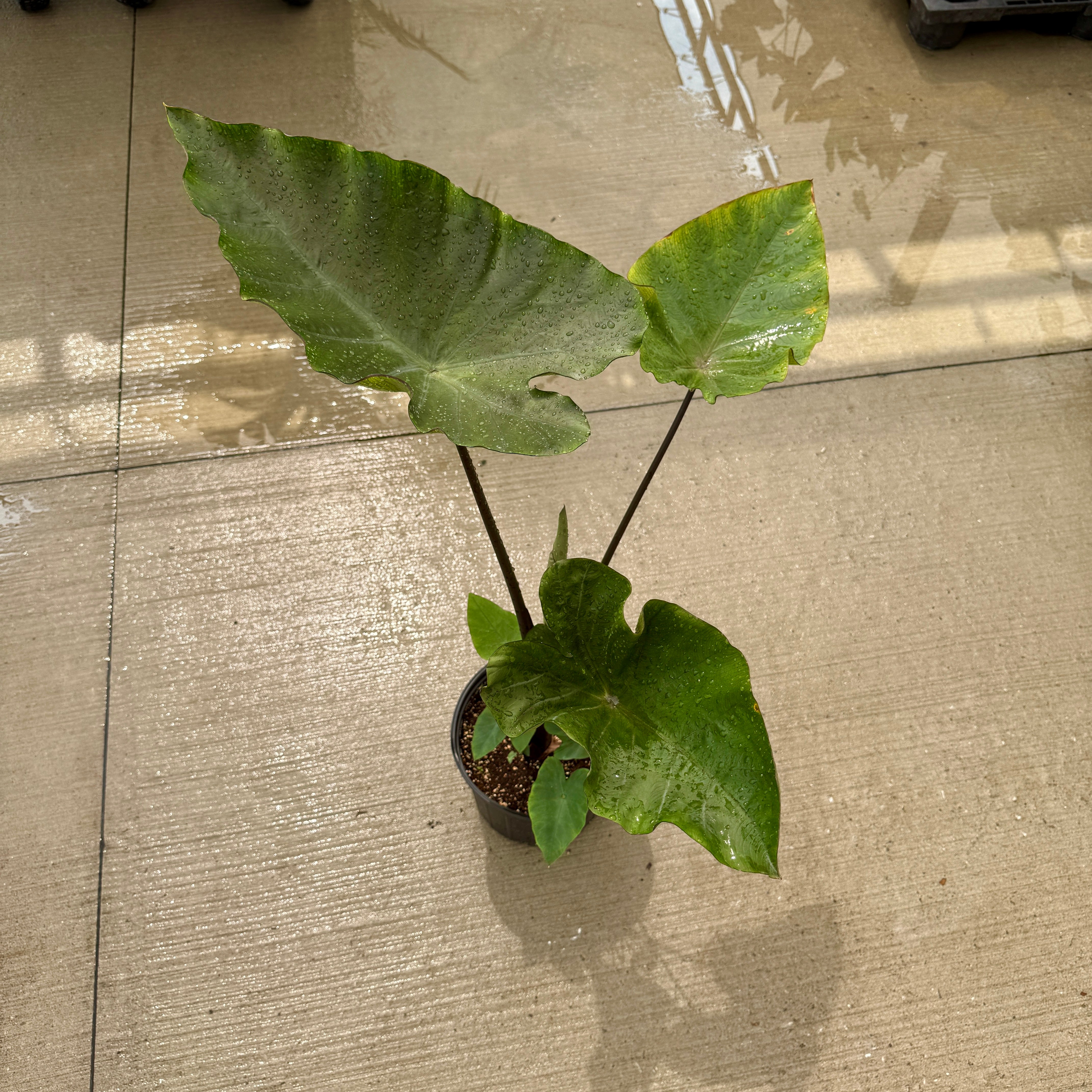 Colocasia 'Royal Hawaiian Tea Cup' (Colocasia esculenta 'Royal Hawaiian Tea Cup') - 10" Pot