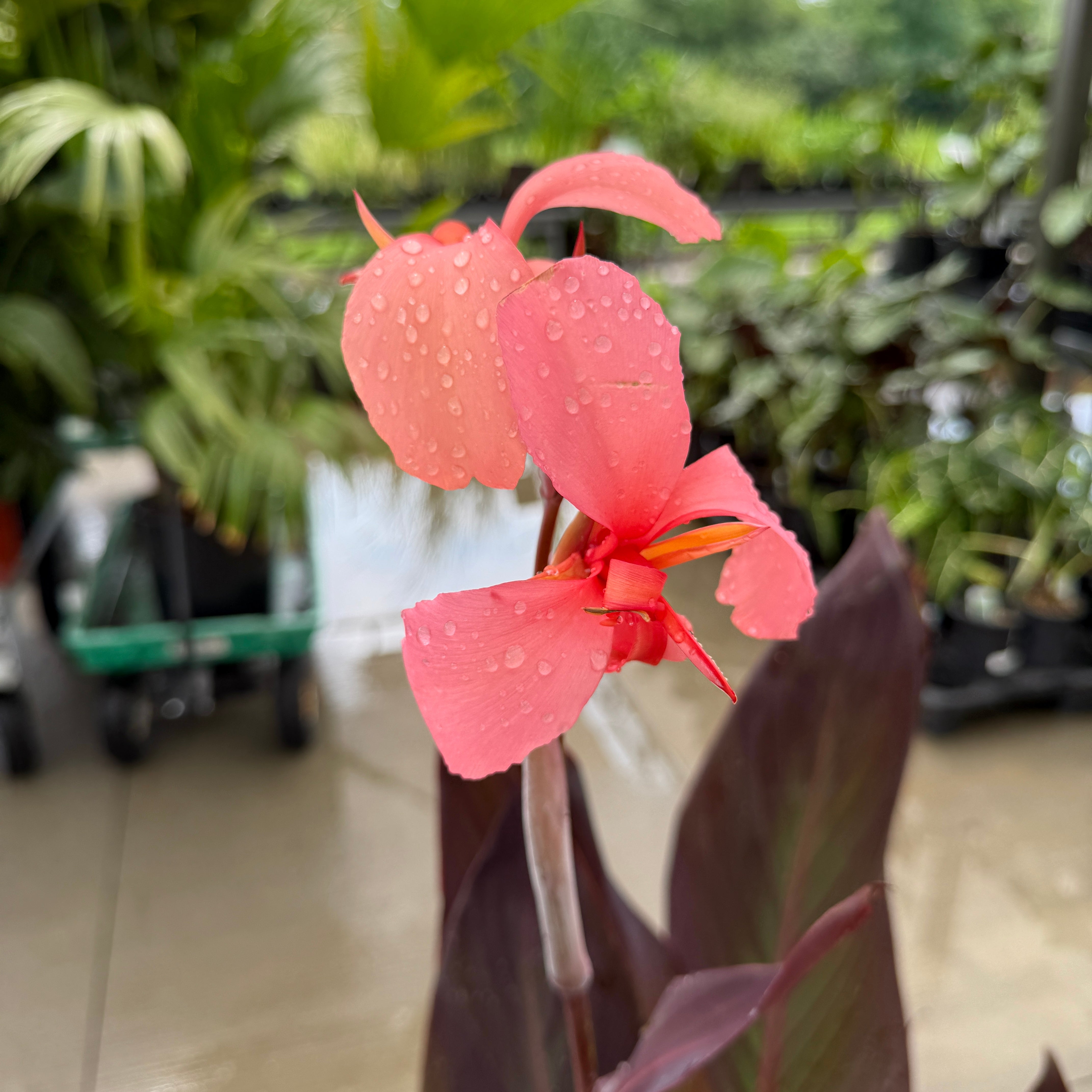 Canna 'Blueberry Sparkler' (Canna x generalis 'Blueberry Sparkler') - 10" Pot