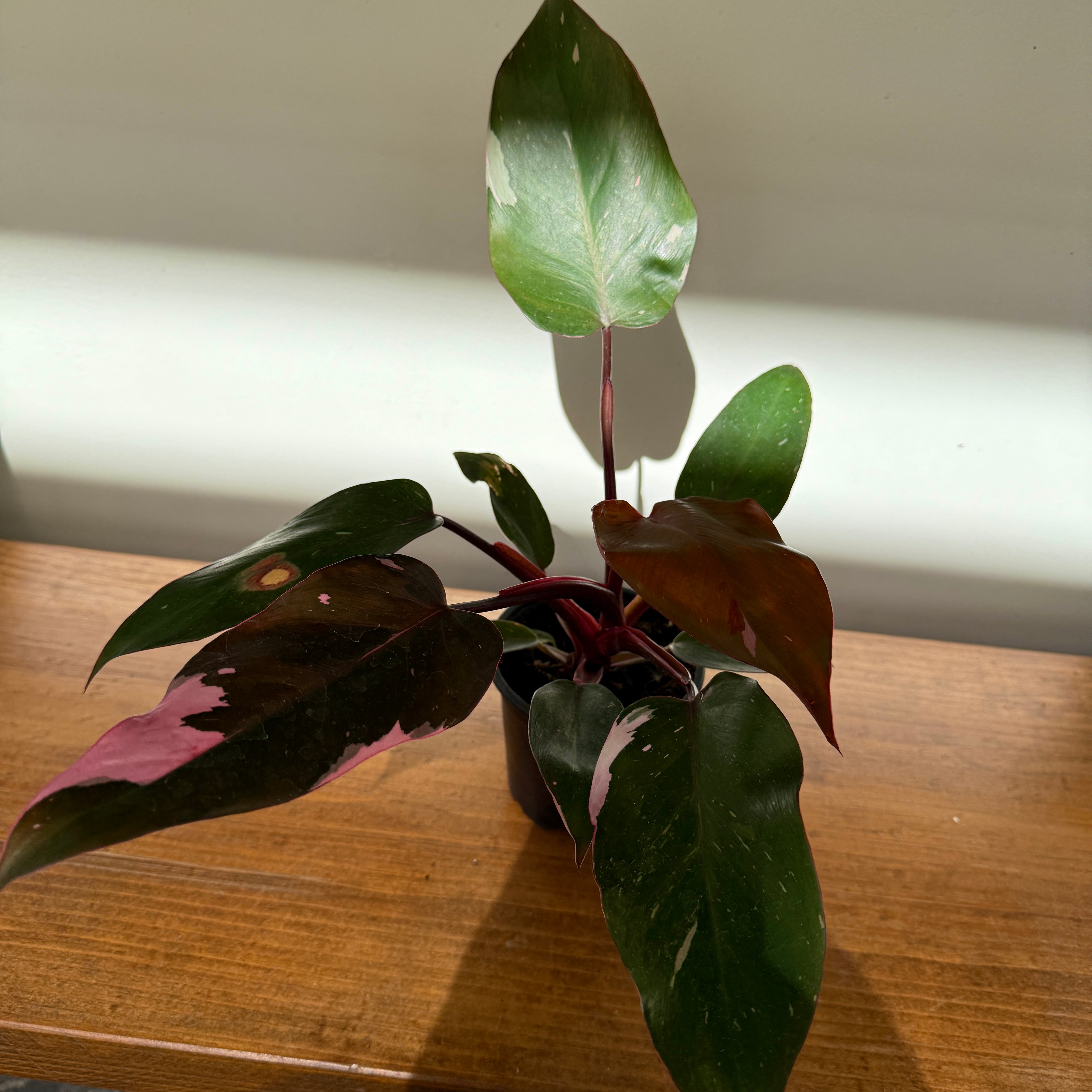 Philodendron ‘Pink Princess’ (Philodendron erubescens ‘Pink Princess’) – 4" Pot