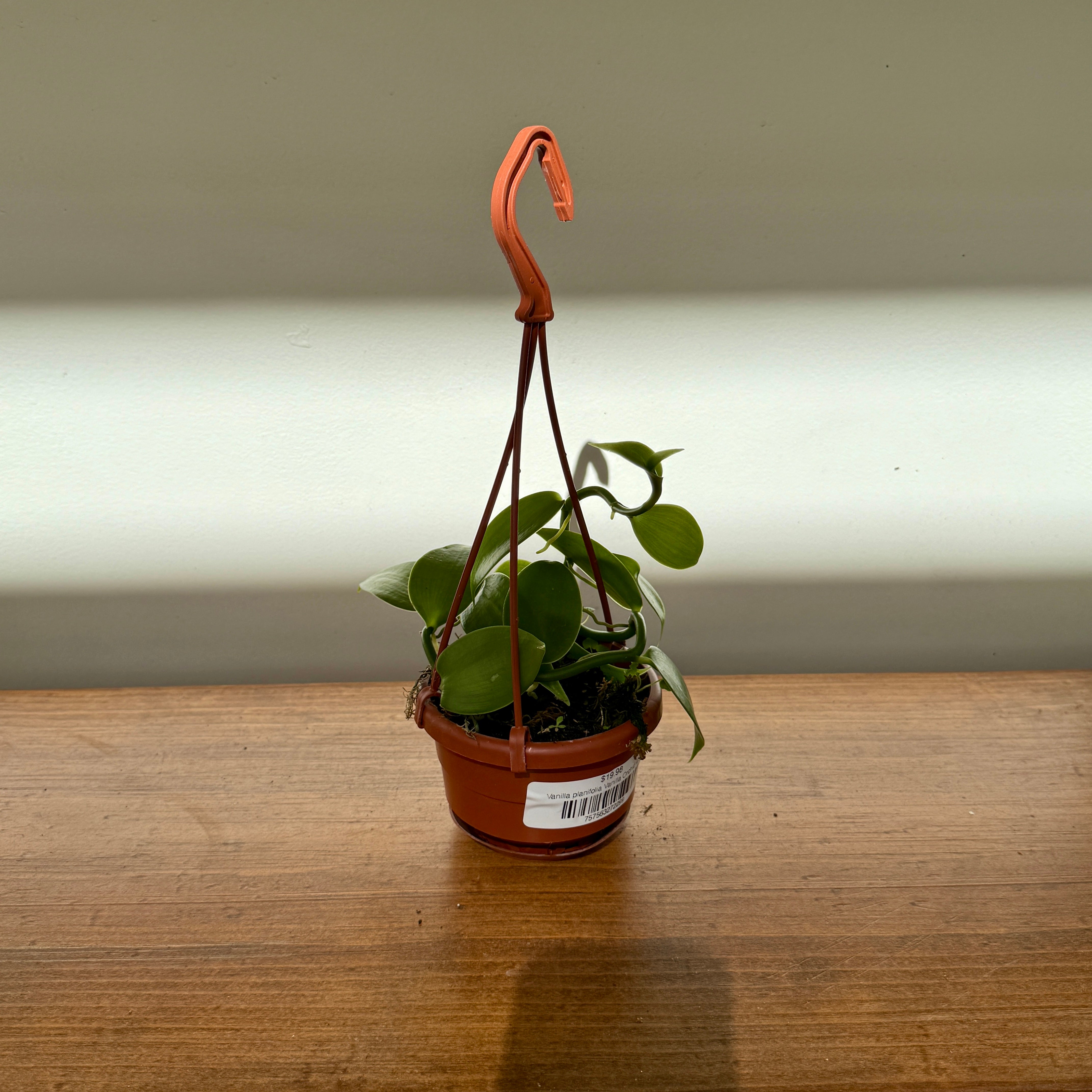 Vanilla Orchid (Vanilla planifolia) – 4.5" HB