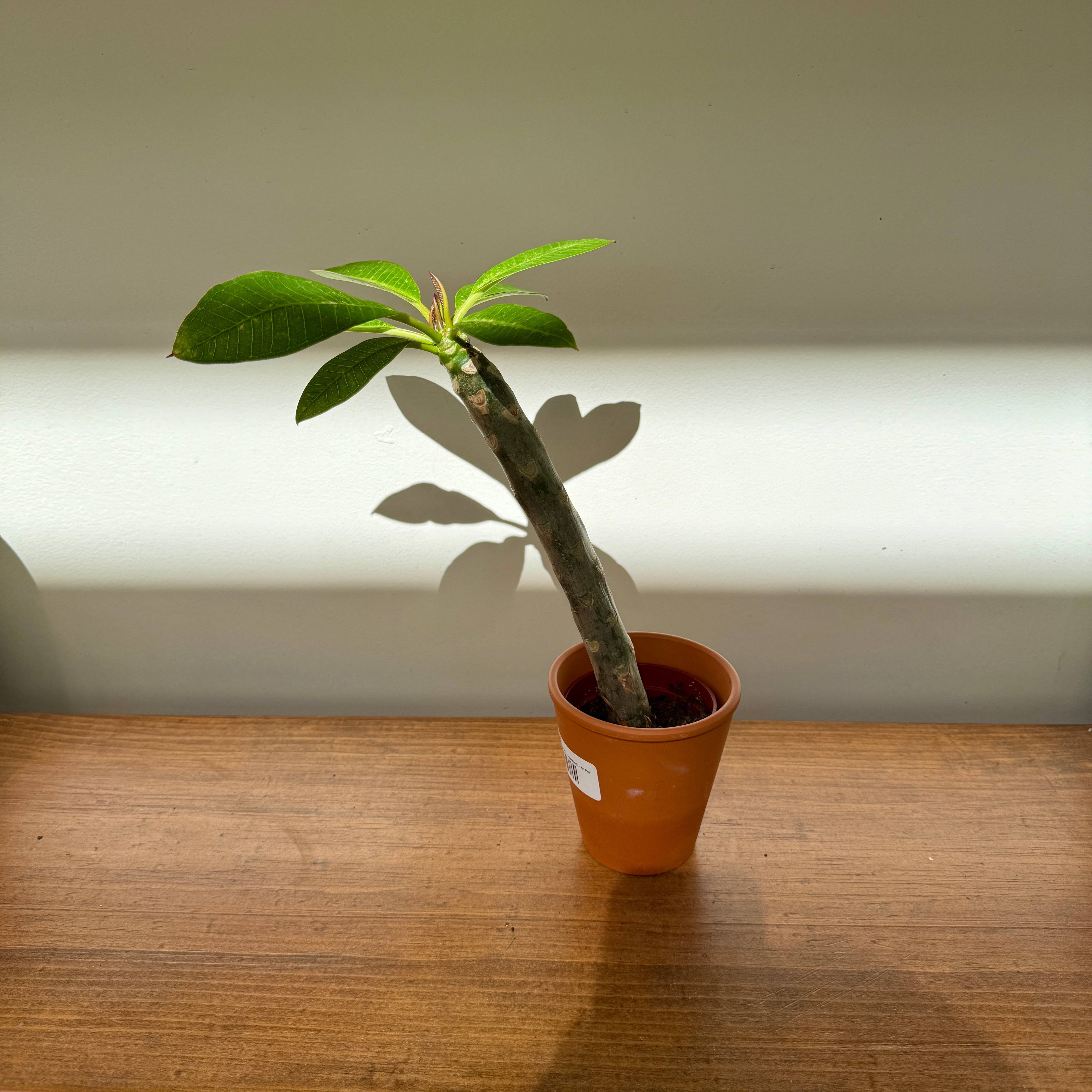 Plumeria - Assorted (Plumeria frangipani - Assorted) - 5" Pot