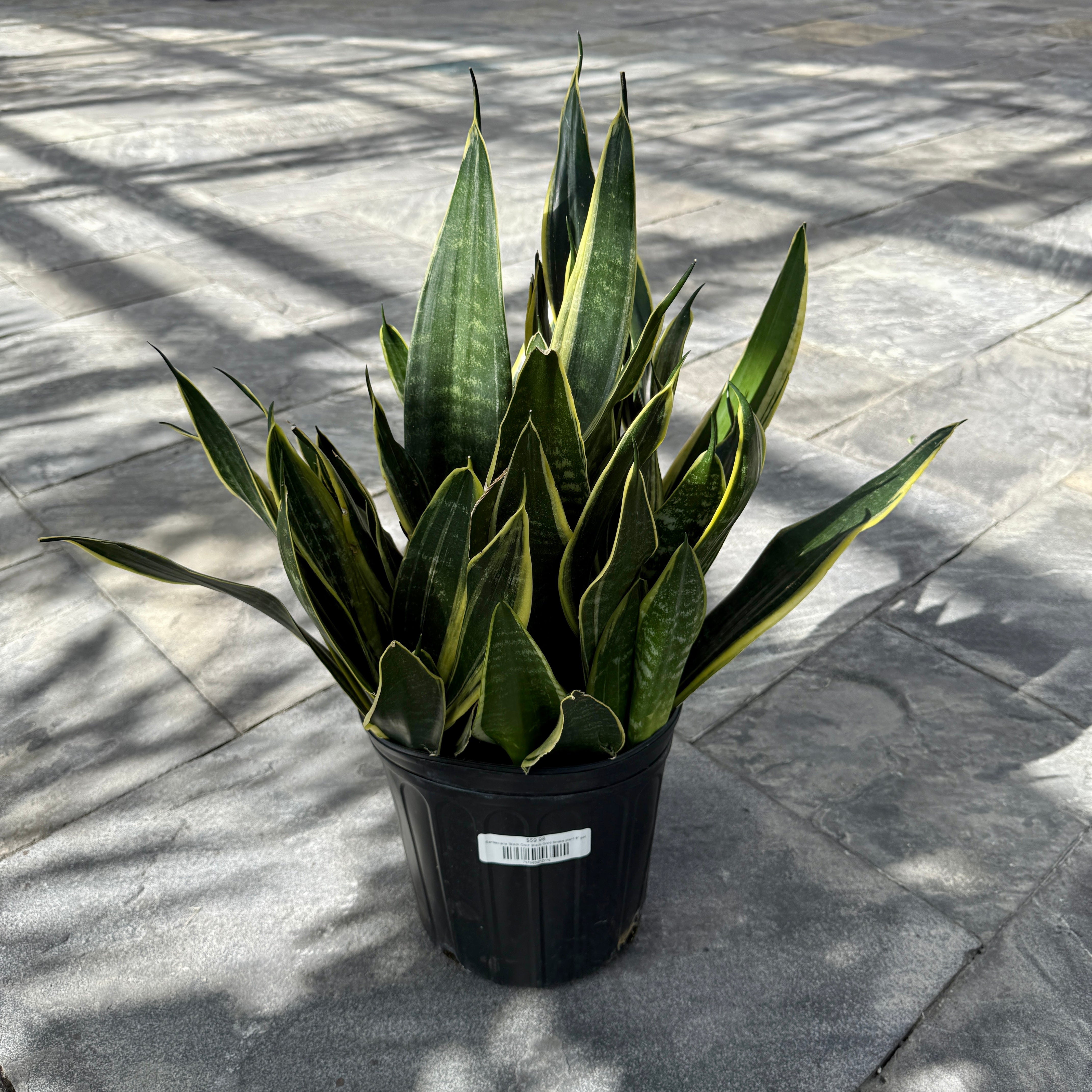 Sansevieria 'Black Gold' Snake Plant (Dracaena trifasciata 'Black Gold') – 8" Pot