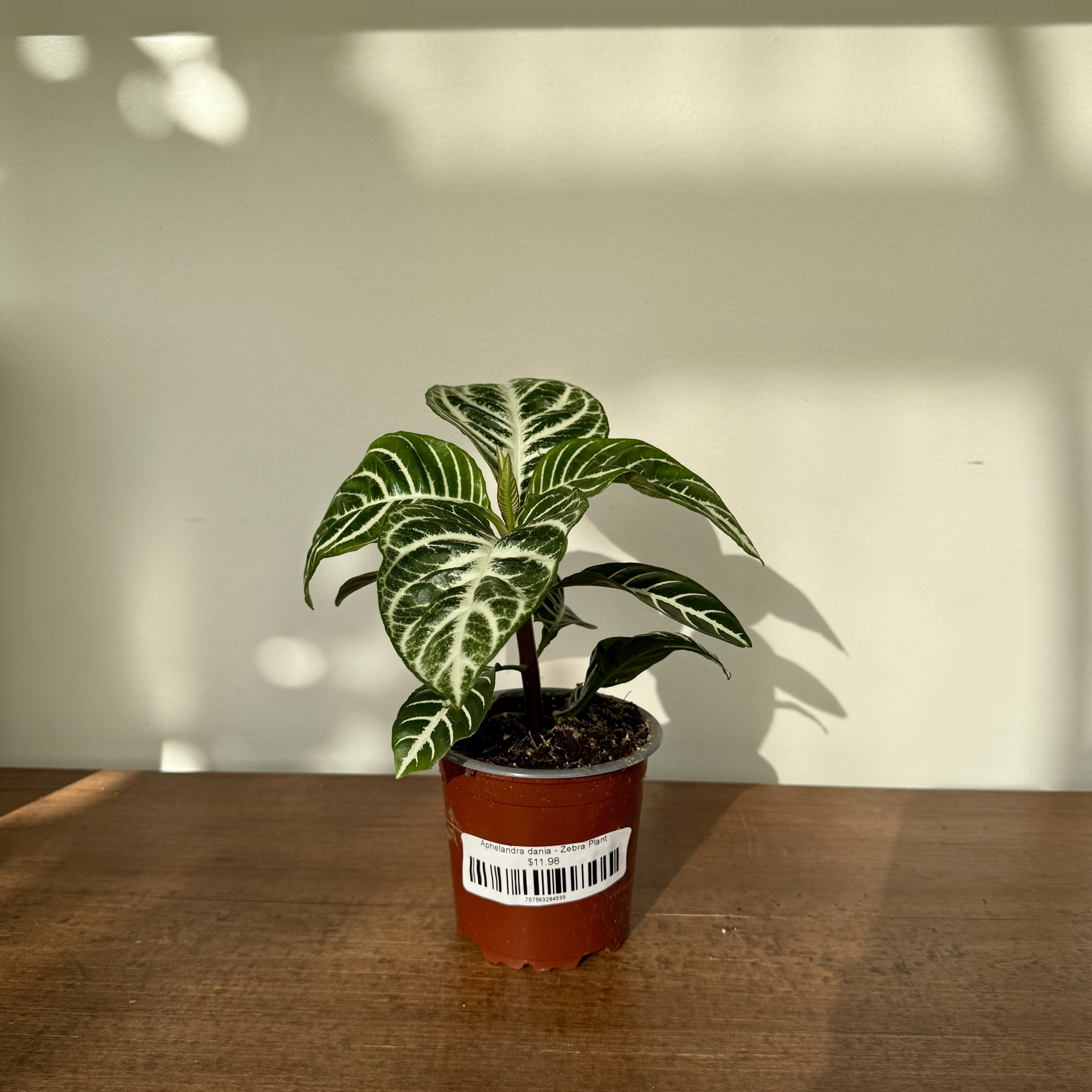 Zebra Plant (Aphelandra dania) - 4" Pot