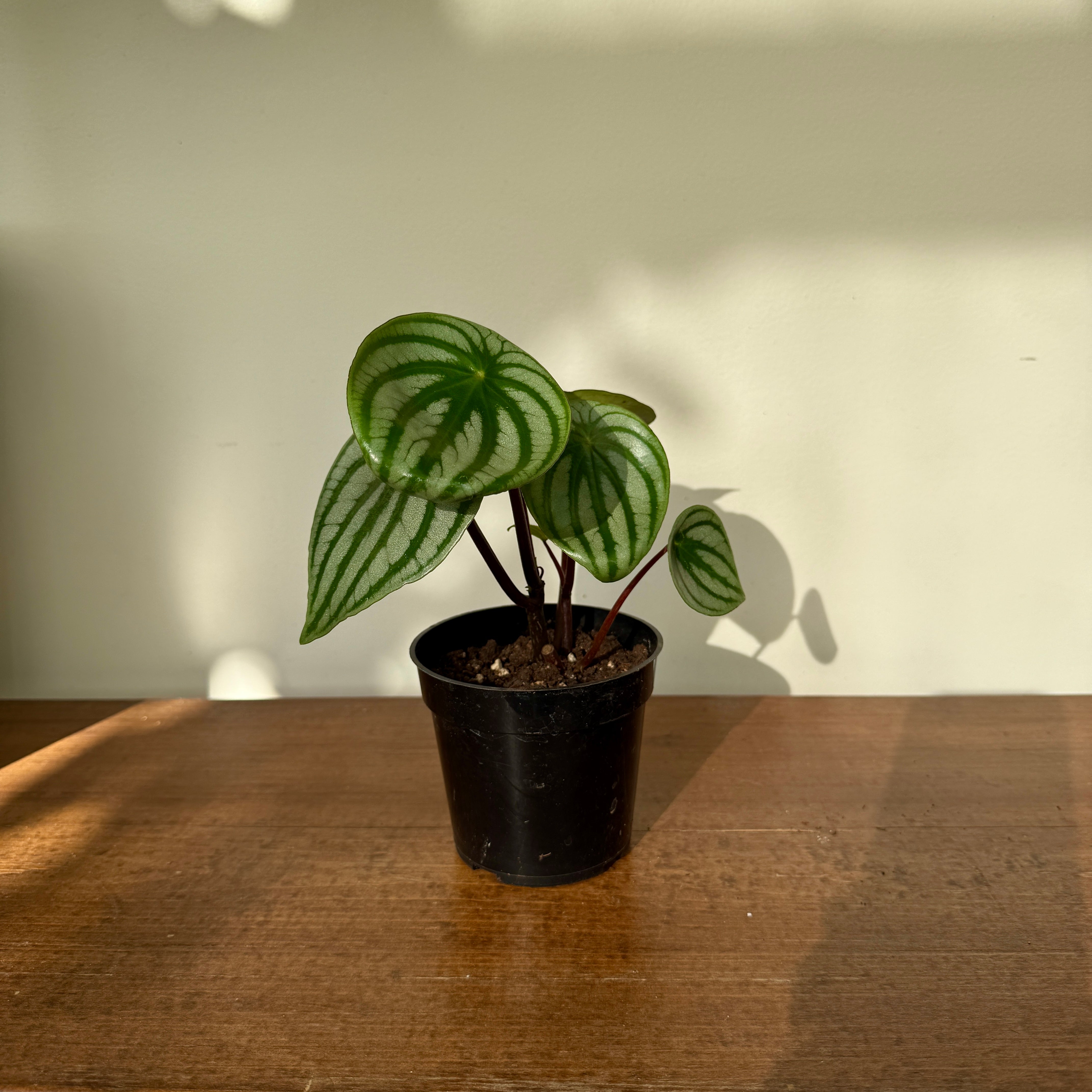 Watermelon Peperomia (Peperomia argyreia) - 4" Pot