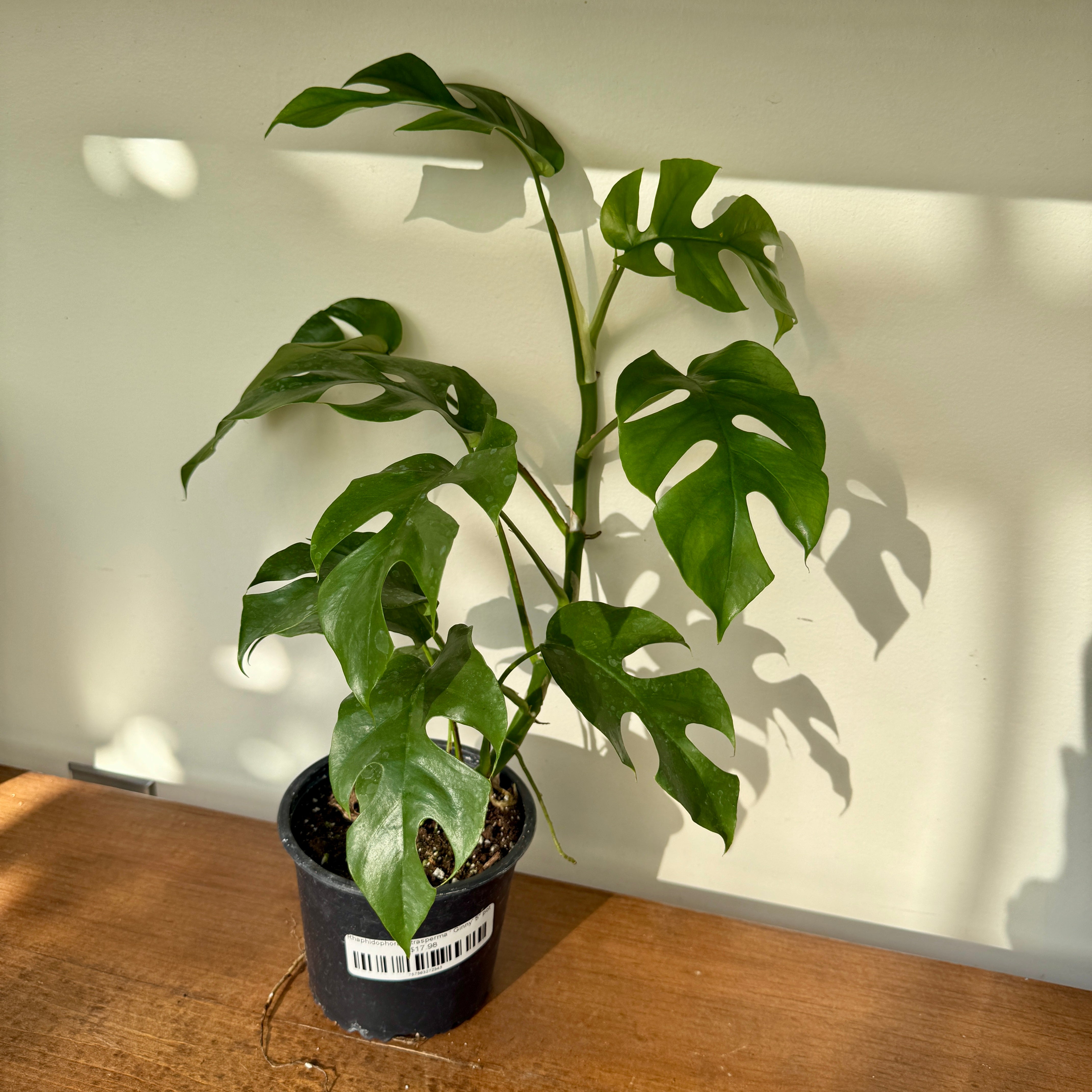 Mini Monstera (Rhaphidophora tetrasperma 'Ginny') – 5" Pot