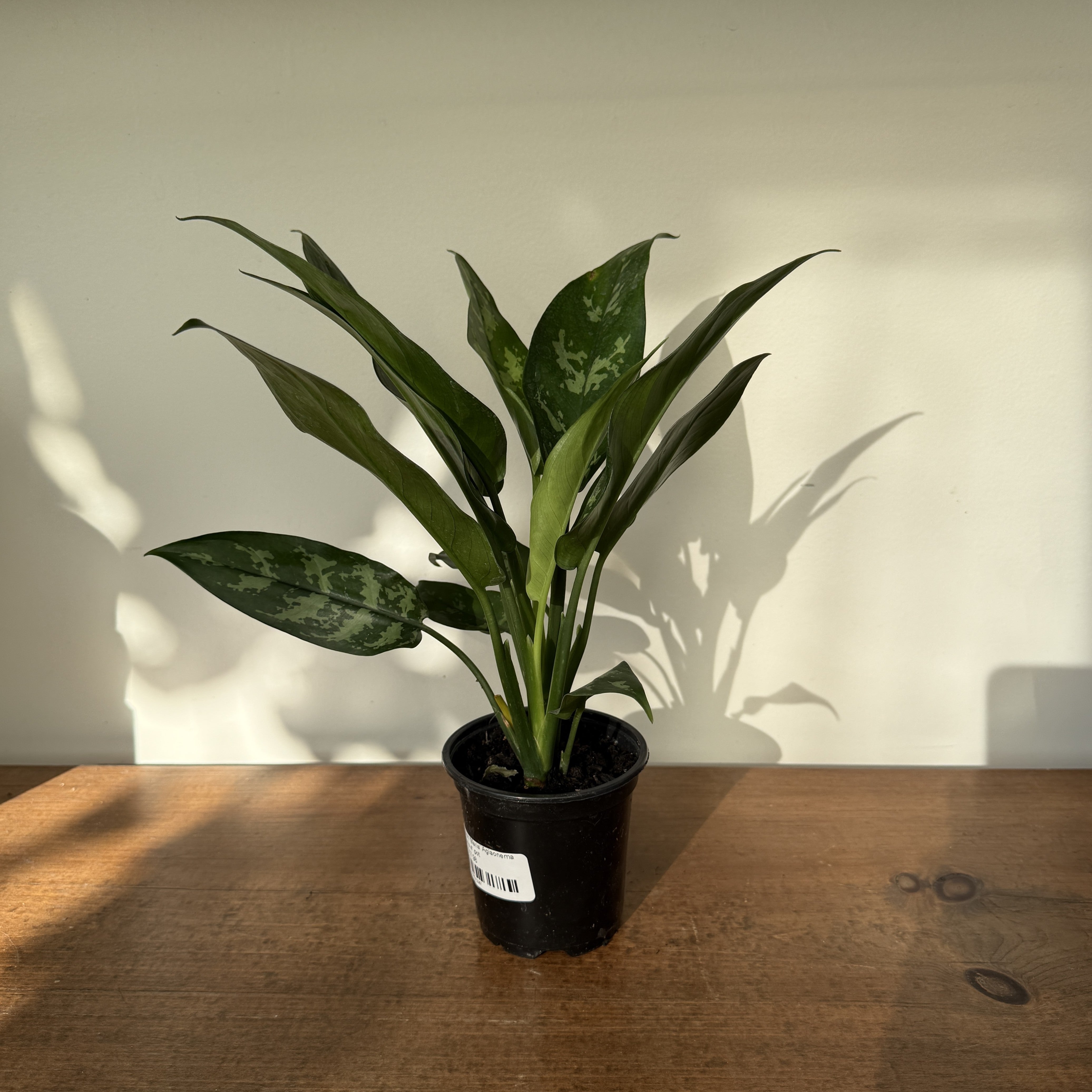 Chinese Evergreen 'Maria' (Aglaonema Maria) - 4" pot