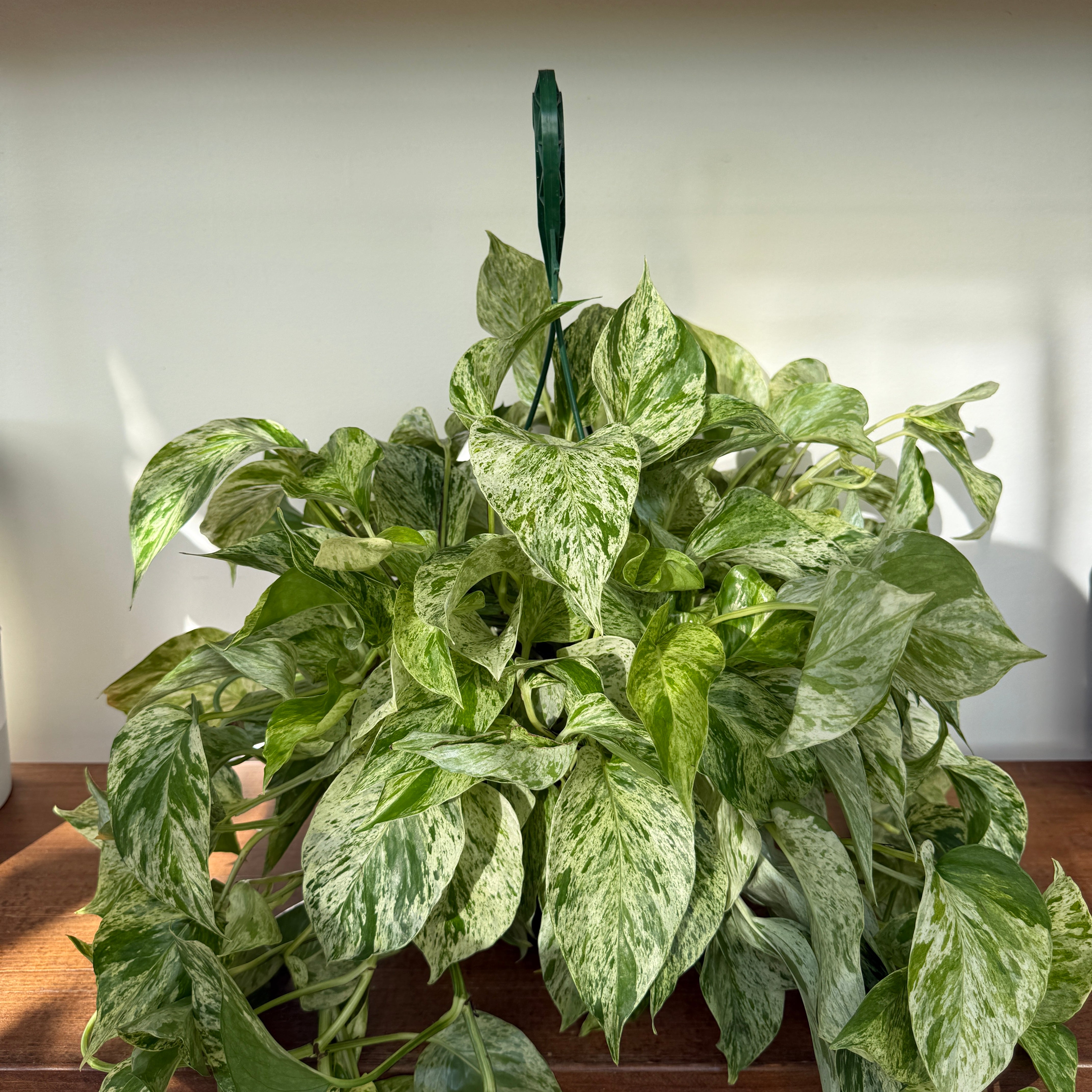 Pothos 'Snow Queen' (Epipremnum aureum 'Snow Queen') - 8" HB