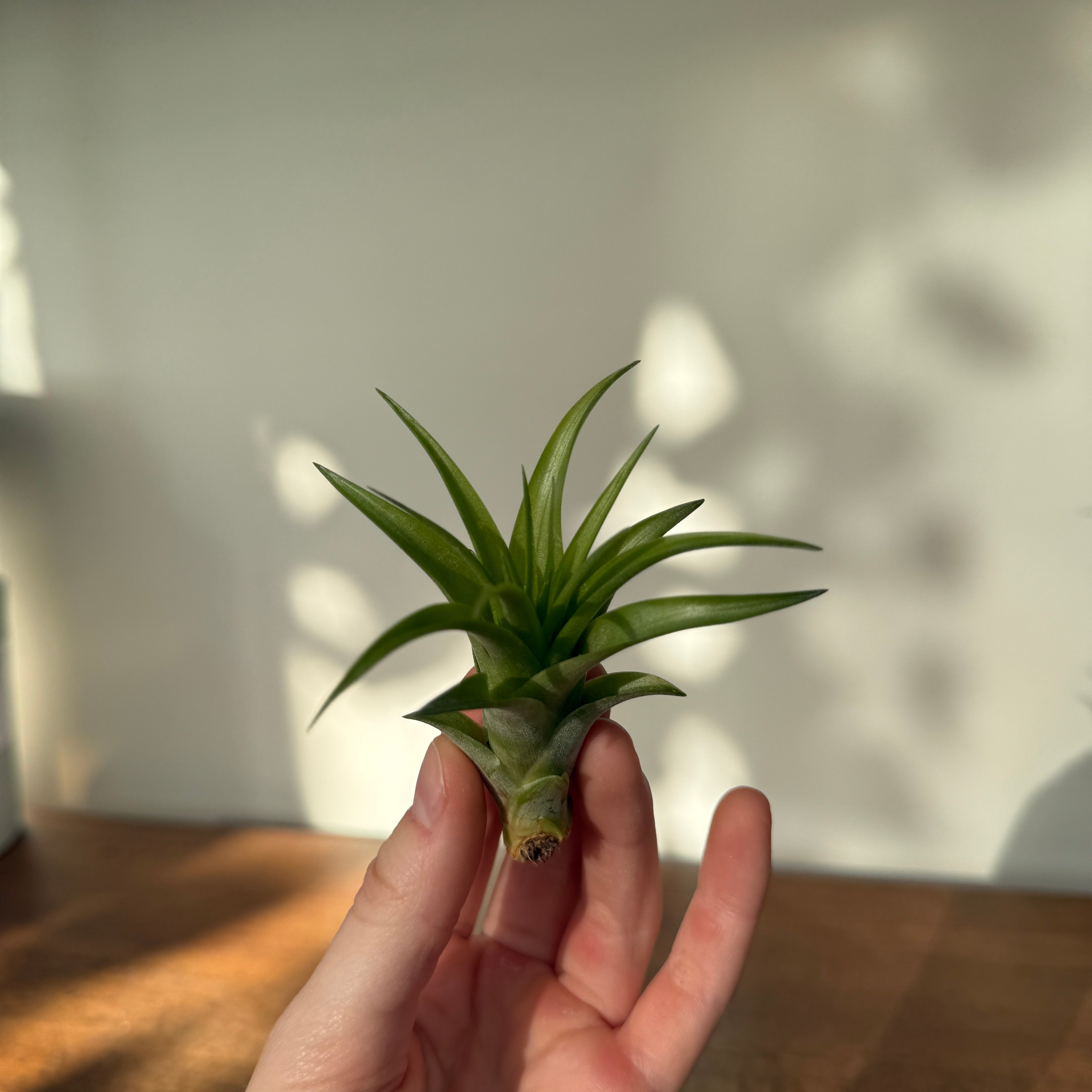 Air Plant - Assorted (Tillandsia - Assorted) - Each