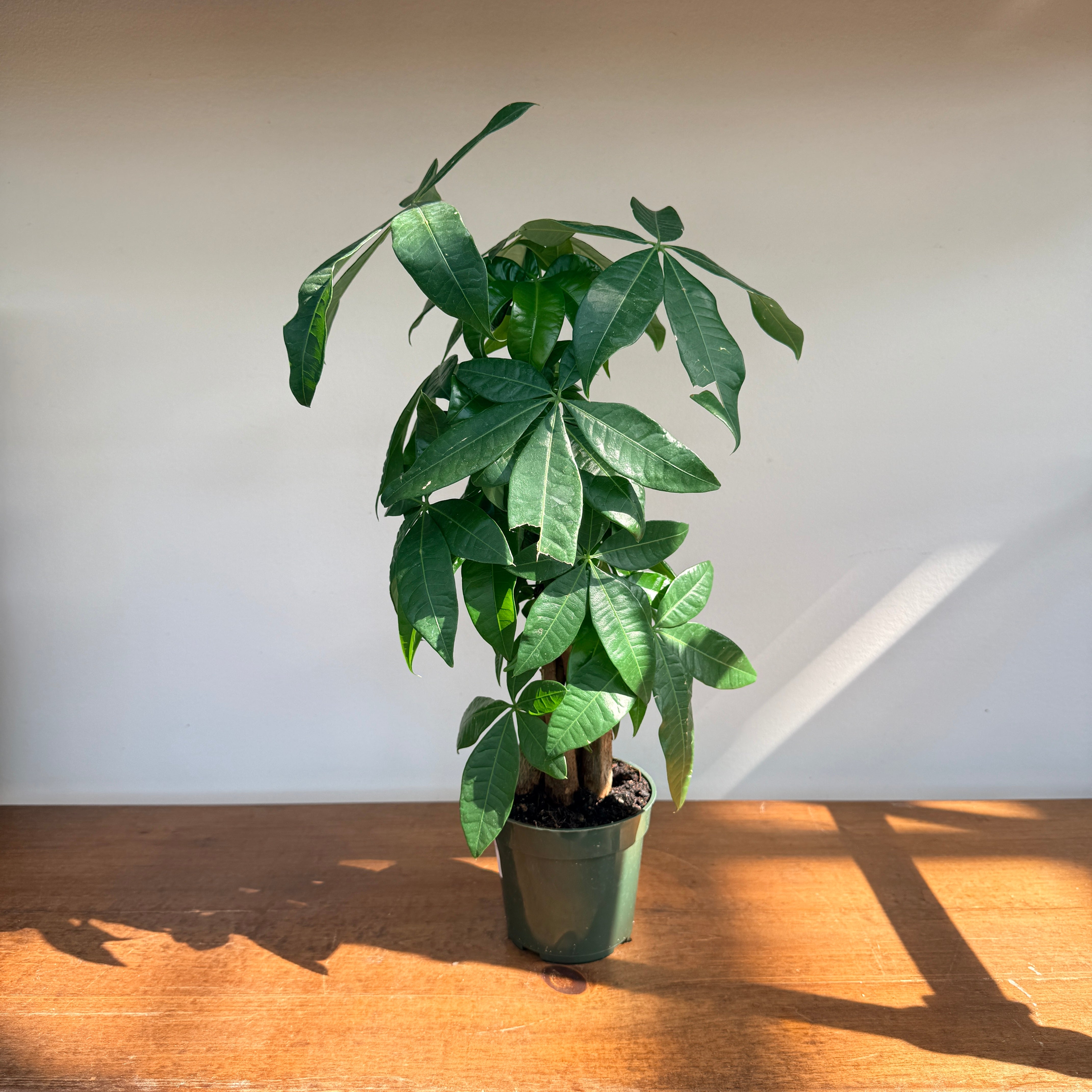 Braided Money Tree (Pachira aquatica) - 4" Pot