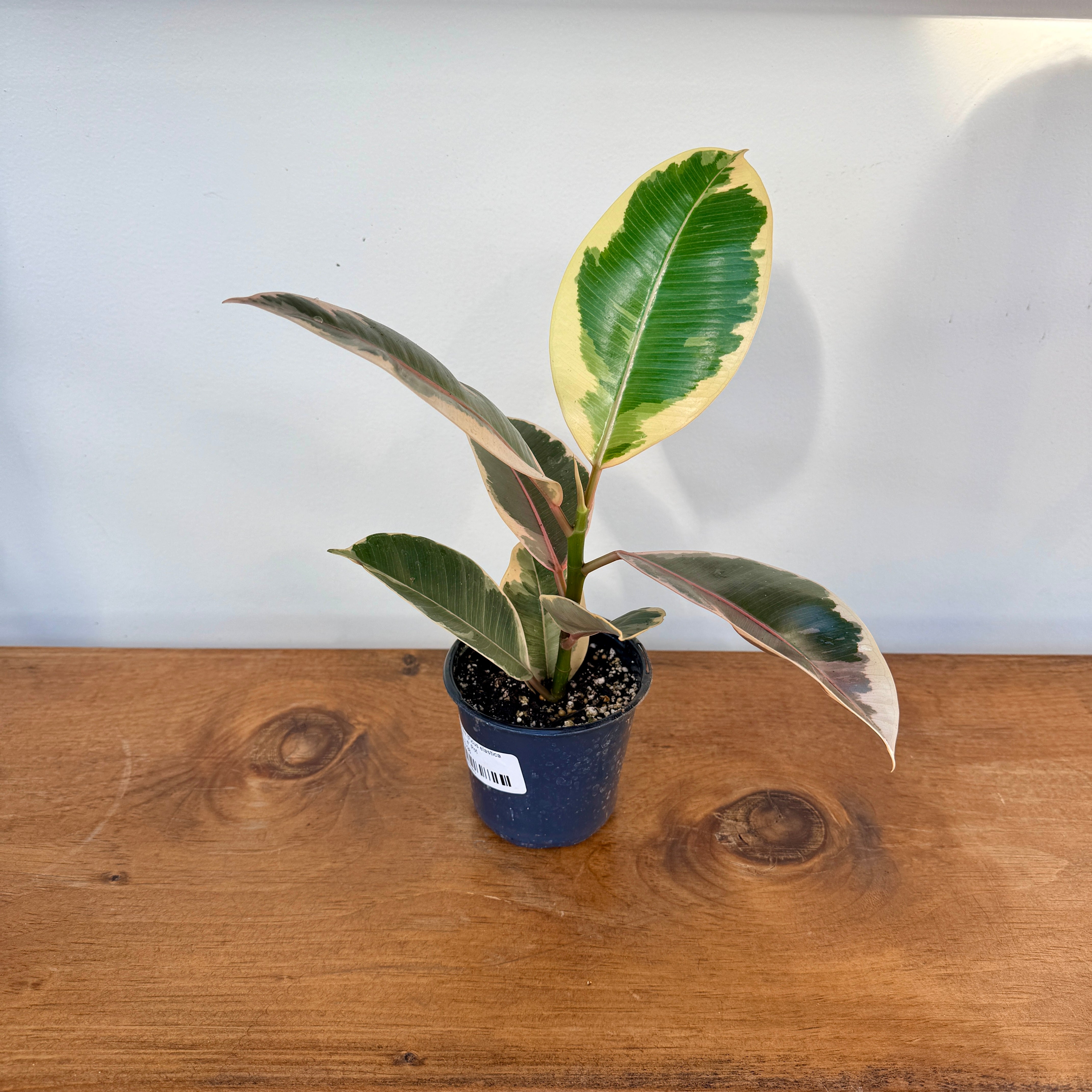 Tineke Rubber Plant (Ficus elastica 'Tineke') - 4" Pot