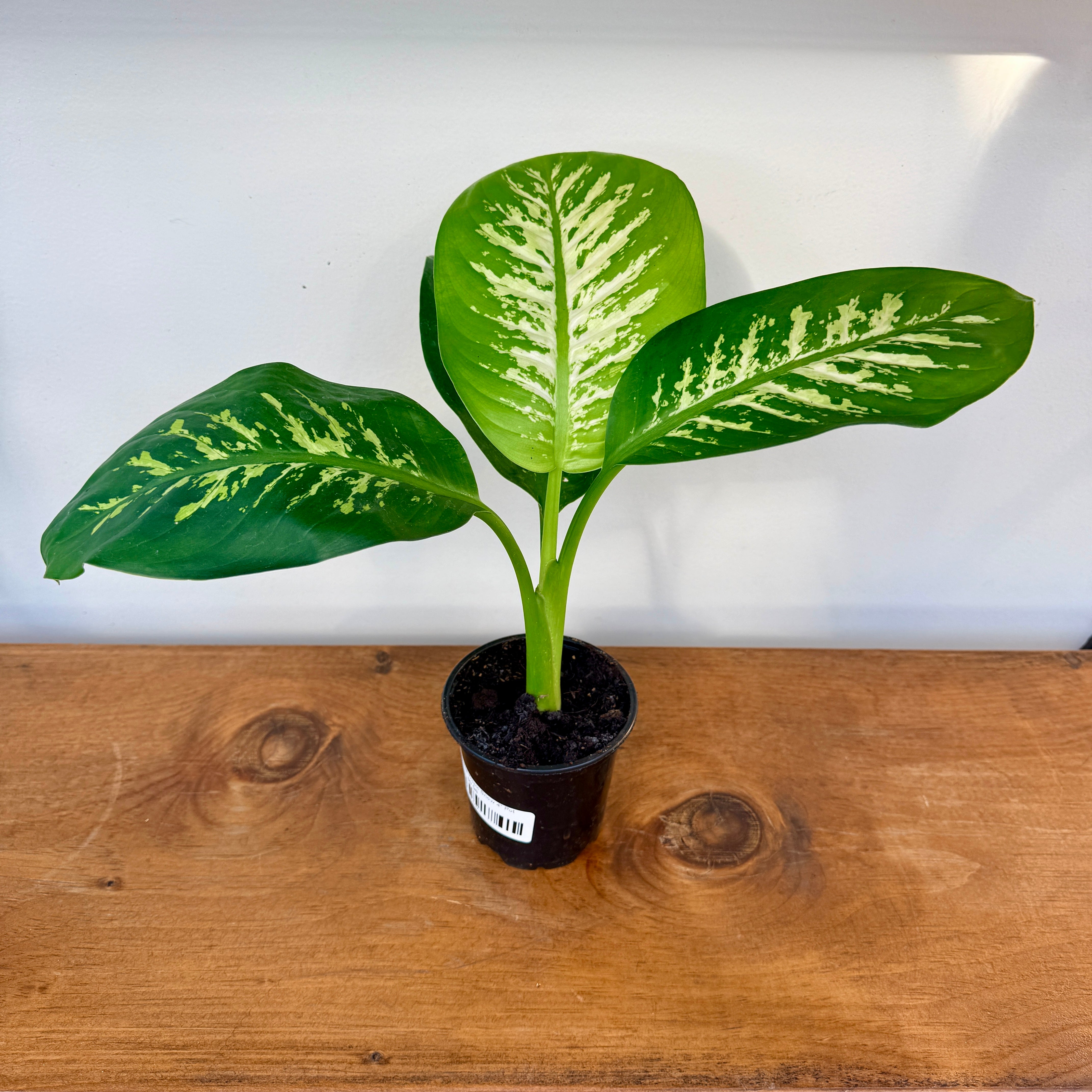 Dieffenbachia 'Tropic Snow' - 4" Pot