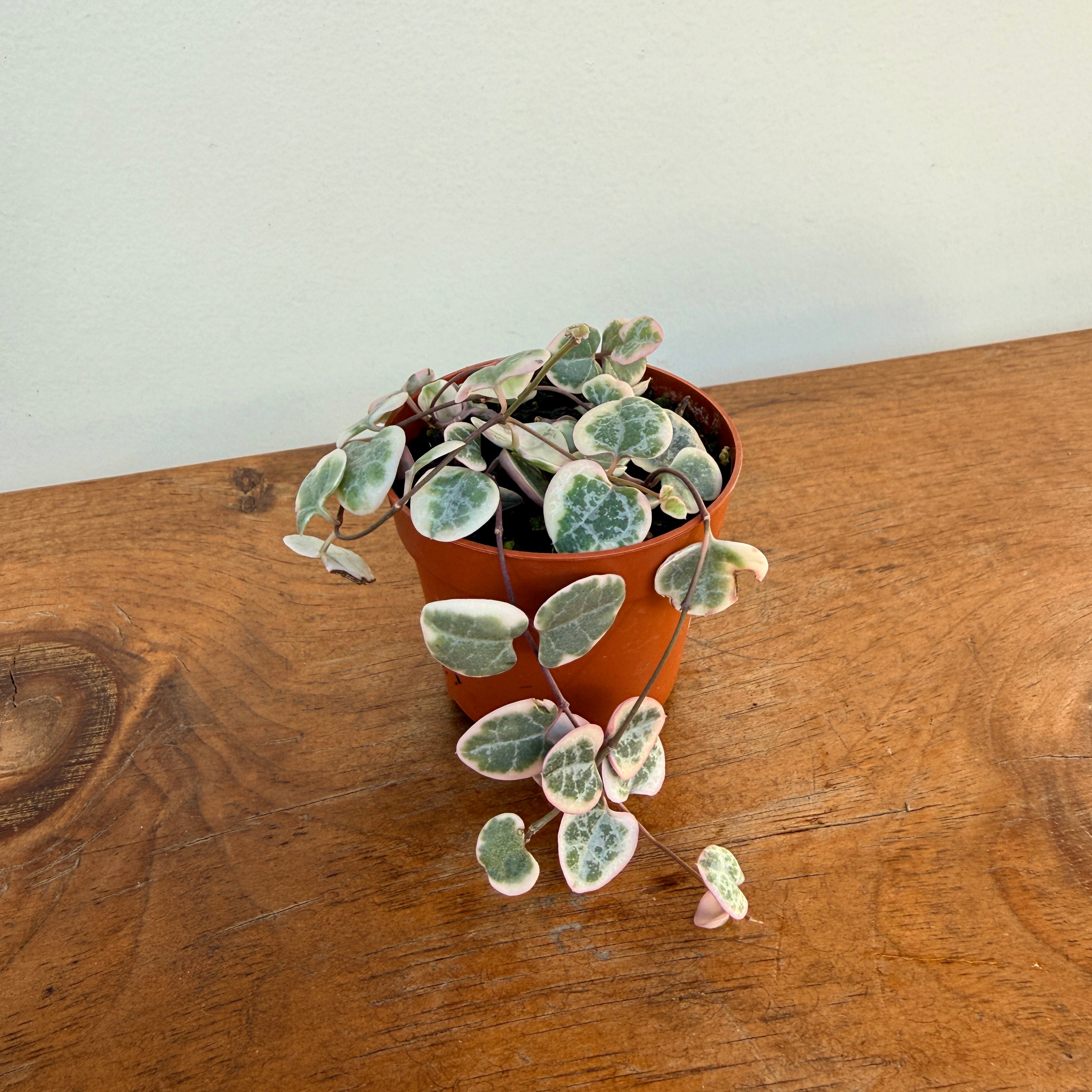 String of Hearts (Ceropegia woodii) - 2.5" Pot