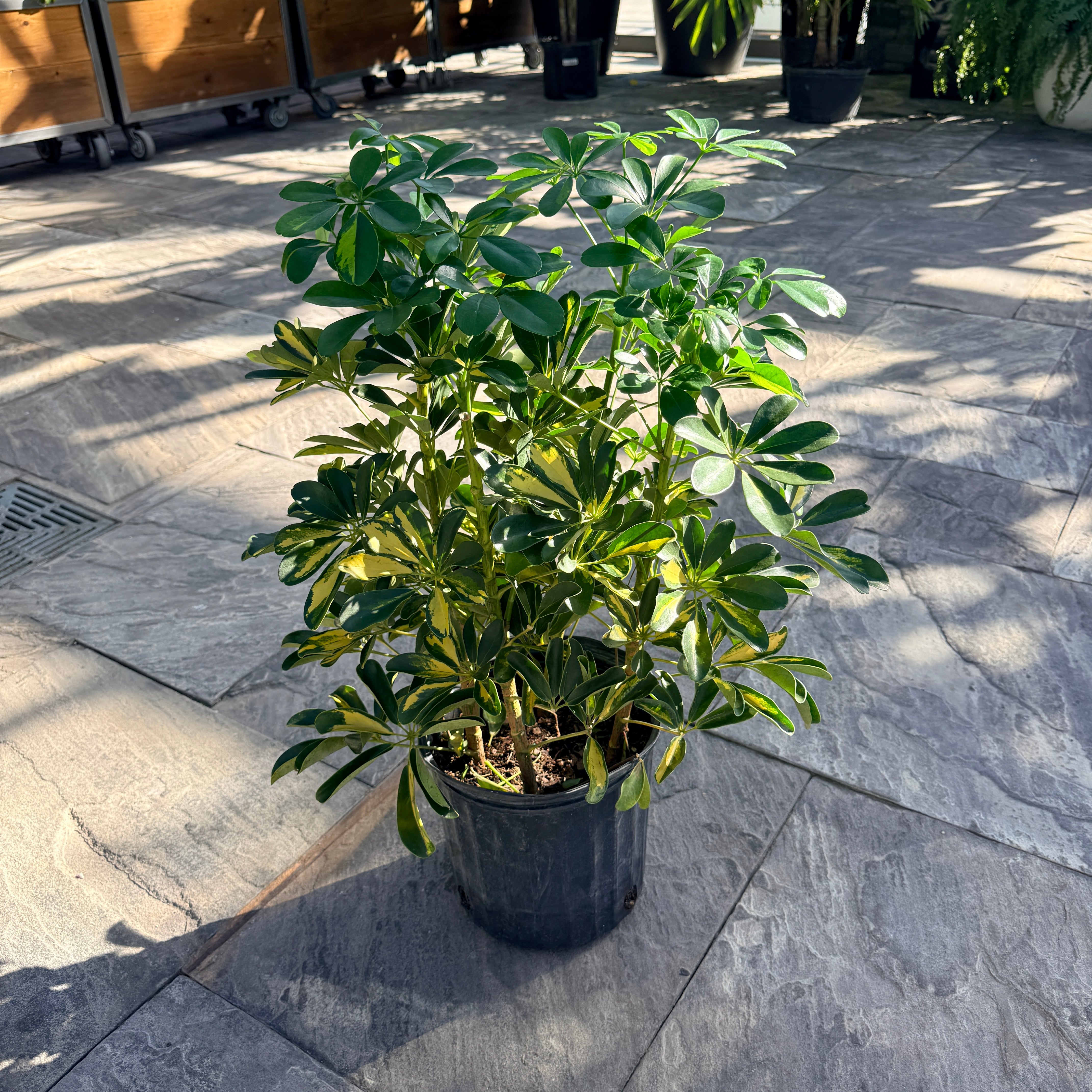 Gold Capella Bush (Schefflera arboricola) - 10" Pot