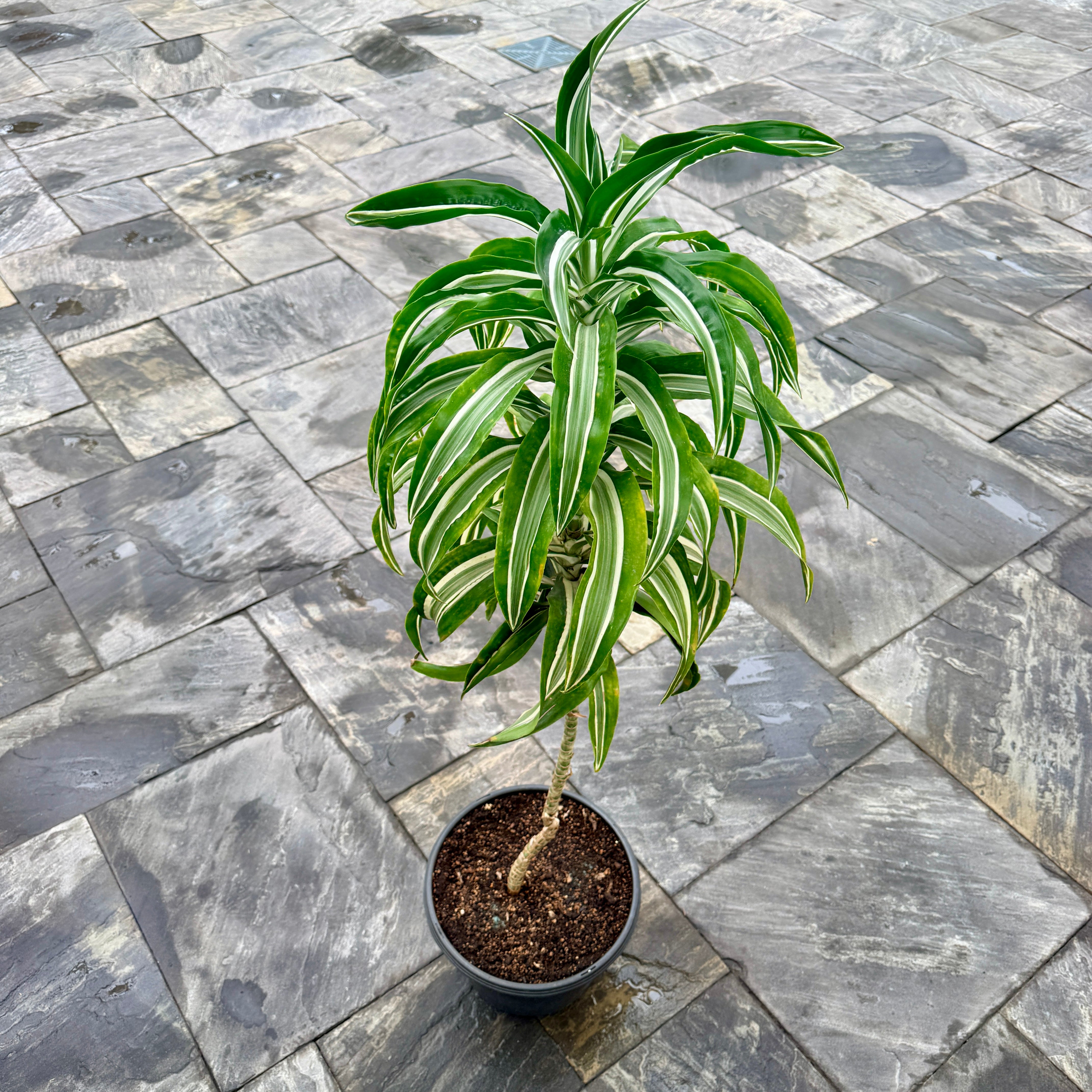 Corn Plant (Dracaena warneckii 'White Jewel') - 13" Pot