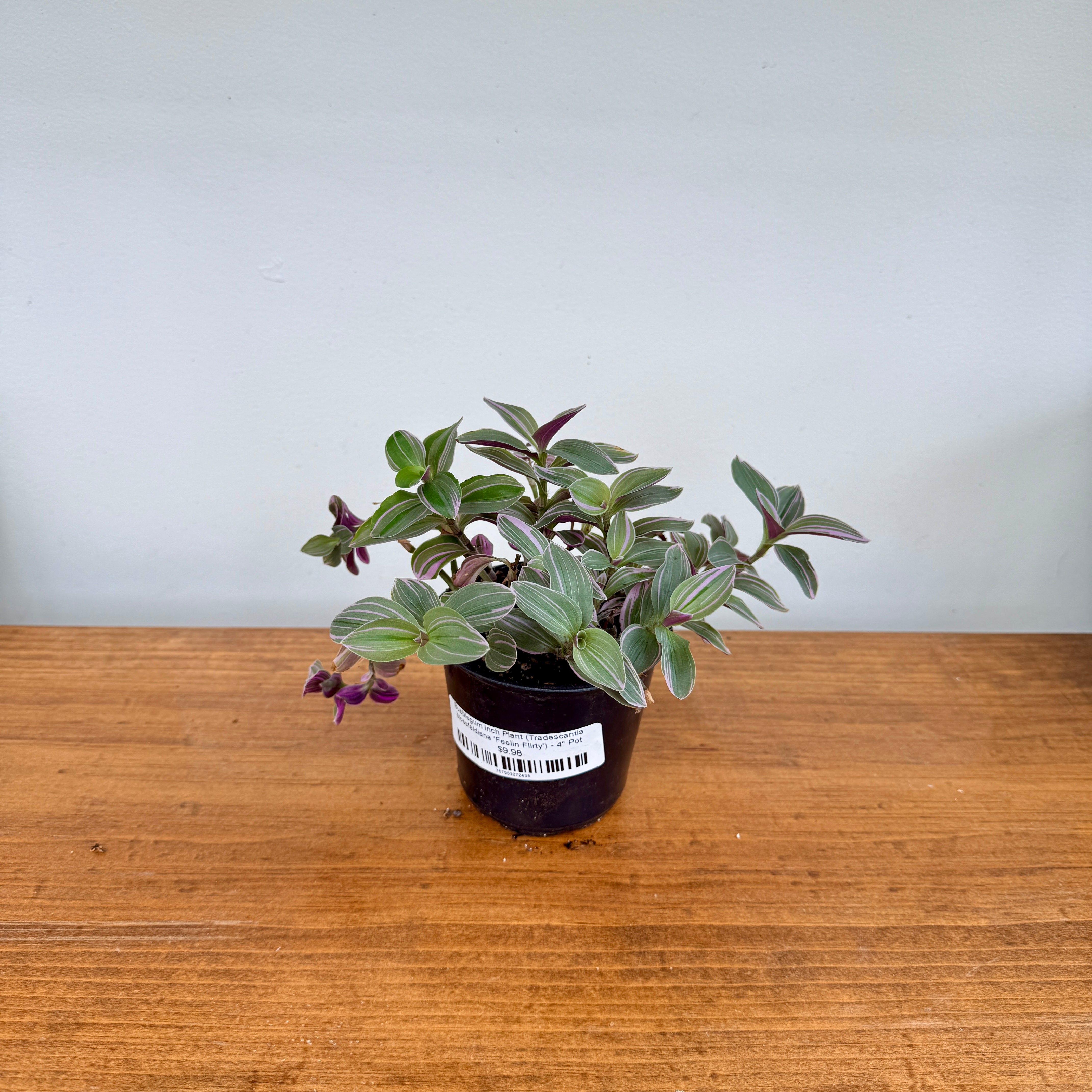 Bubblegum Inch Plant (Tradescantia blossfeldiana 'Feelin Flirty') - 4" Pot