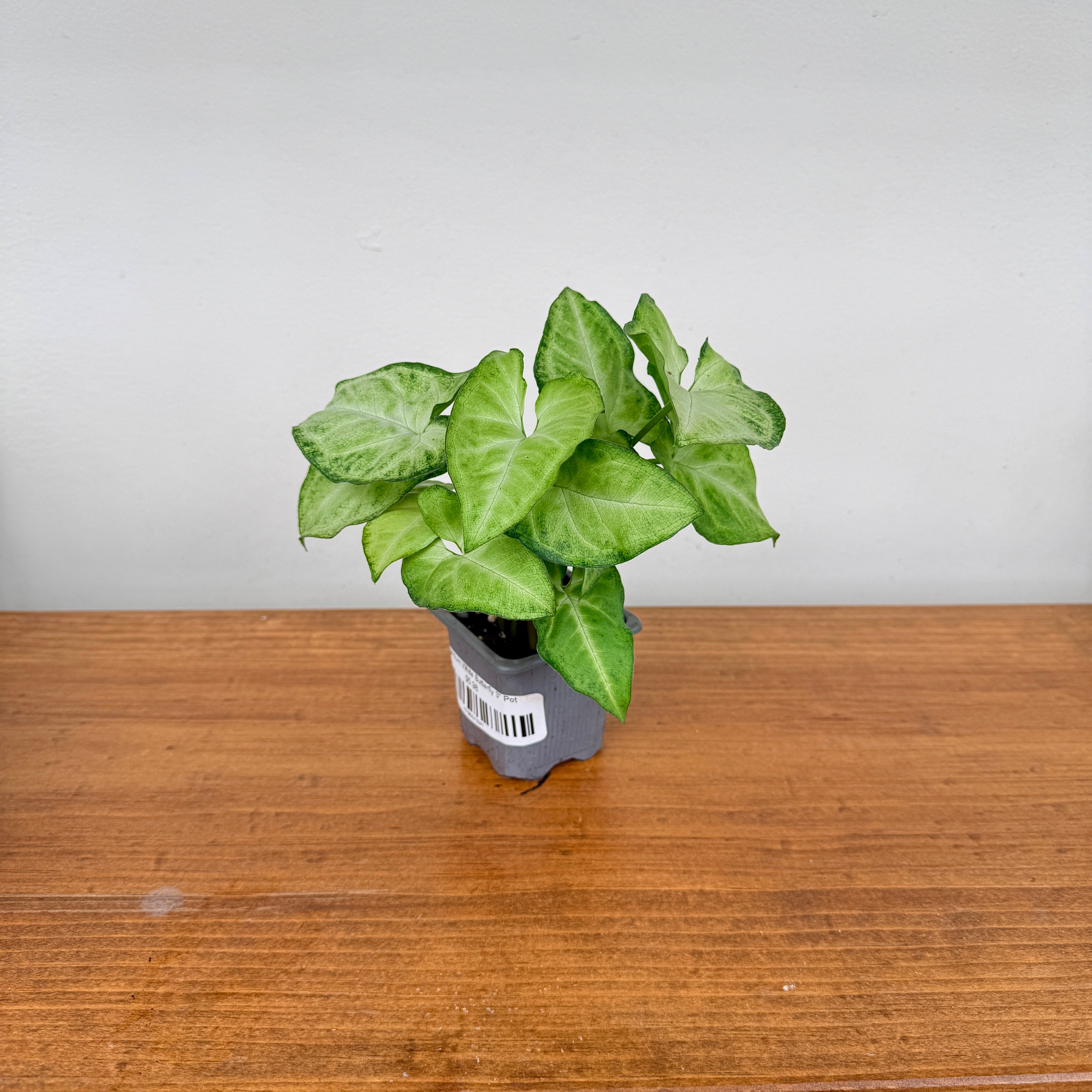 Syngonium ‘White Butterfly’ (Syngonium podophyllum ‘White Butterfly’) – 3" Pot