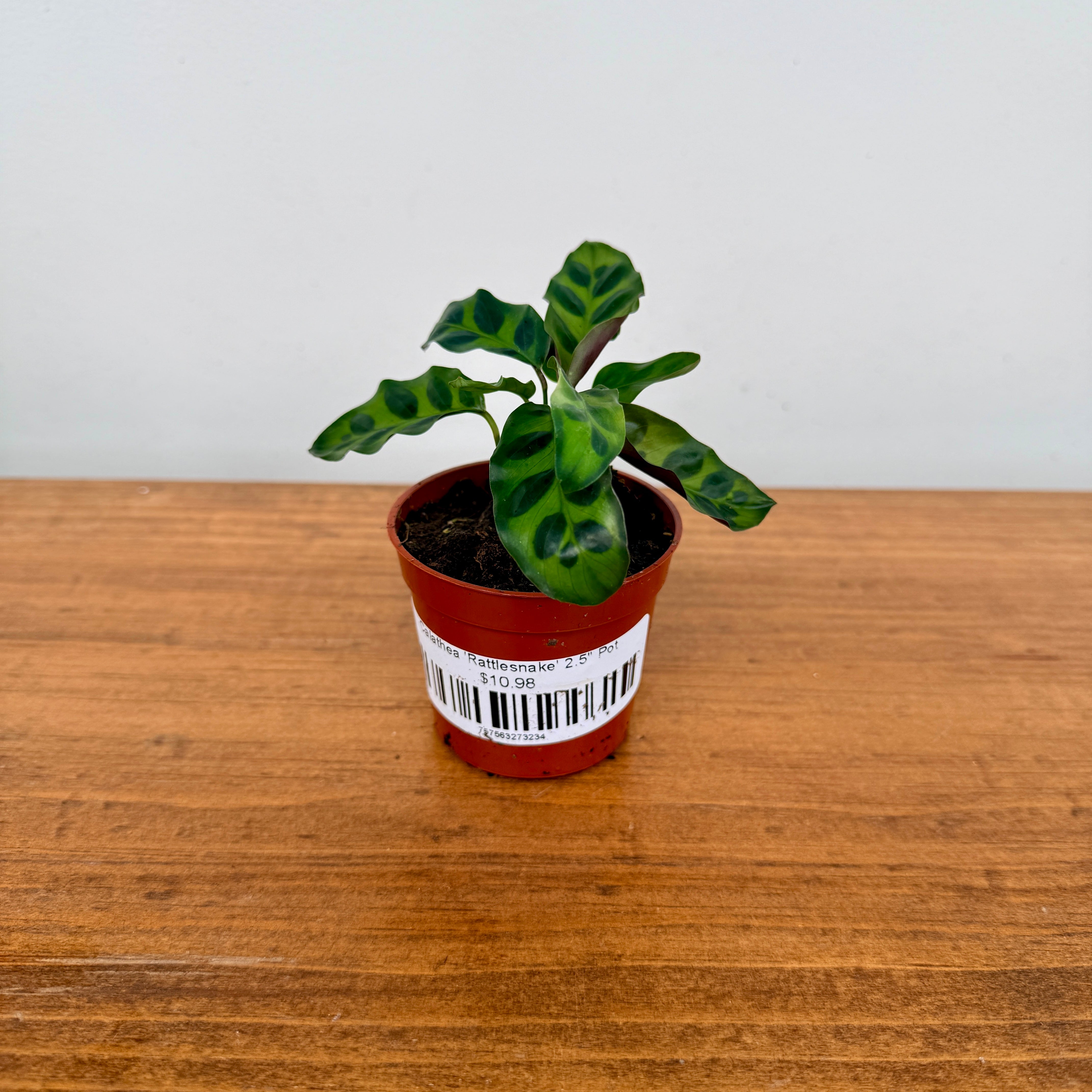 Calathea ‘Rattlesnake’ (Calathea lancifolia) – 2.5" Pot