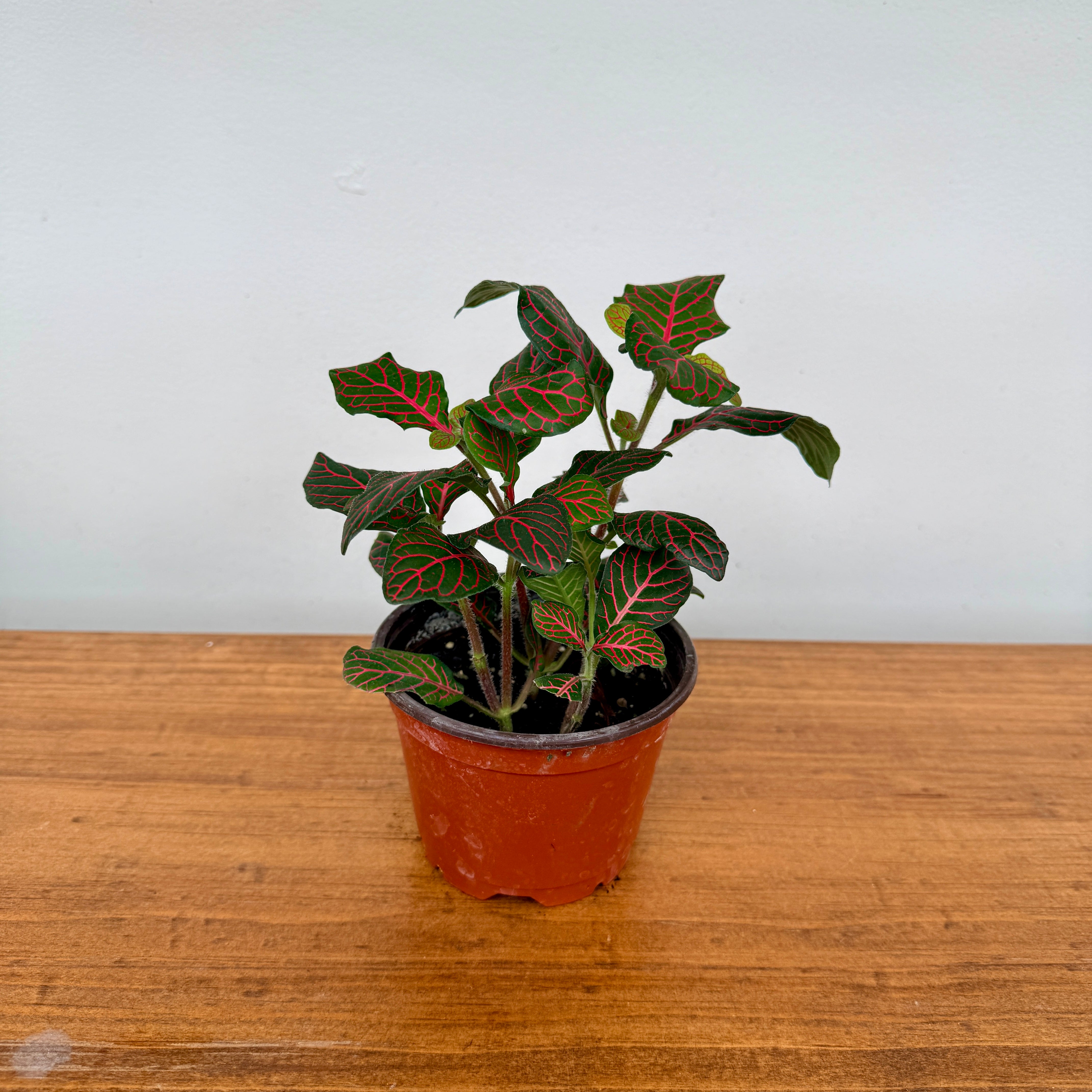 Fittonia ‘Nerve Plant’ (Fittonia albivenis) – 4" Pot - Red