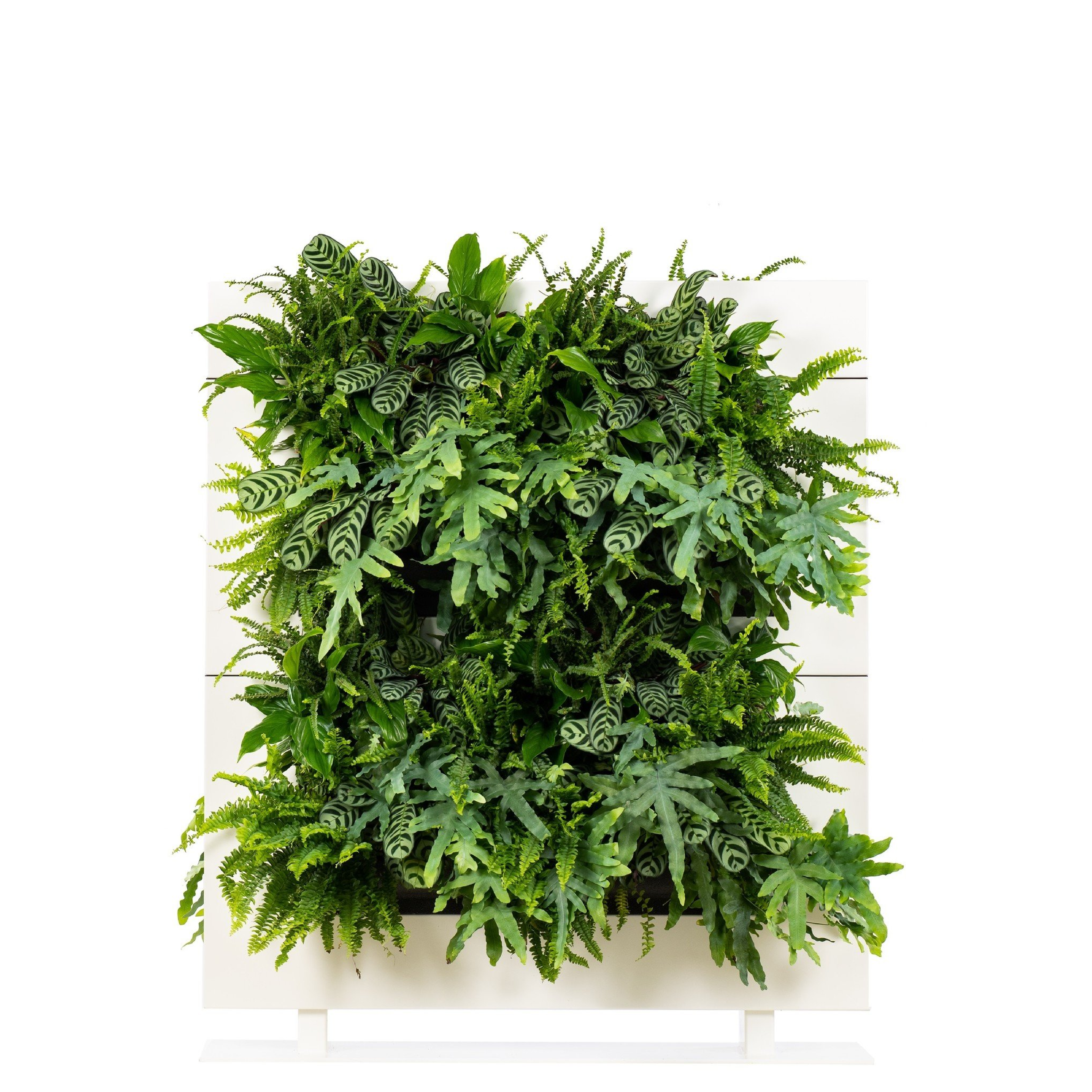 LiveDivider PLUS 2 - White