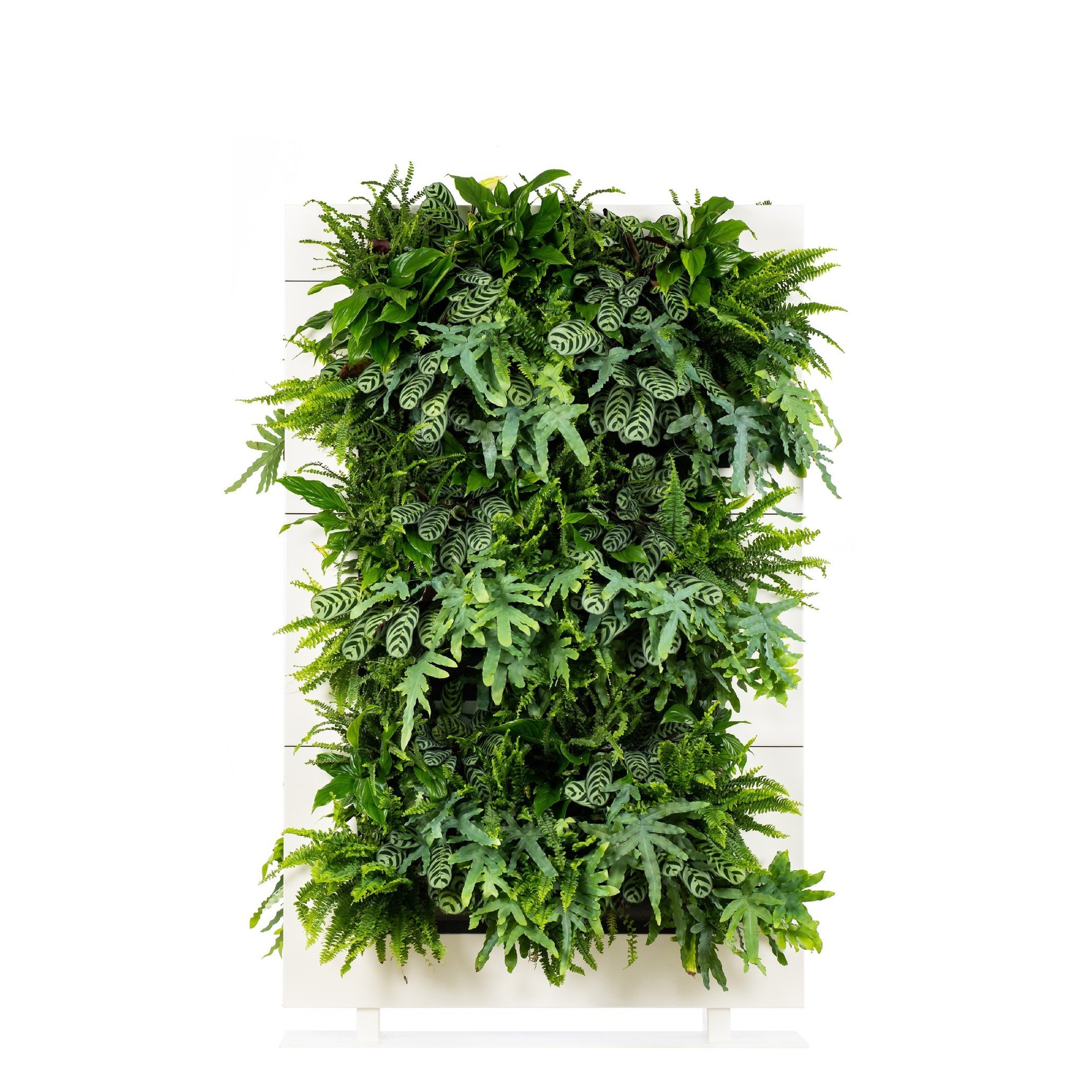 LiveDivider PLUS 3 - White