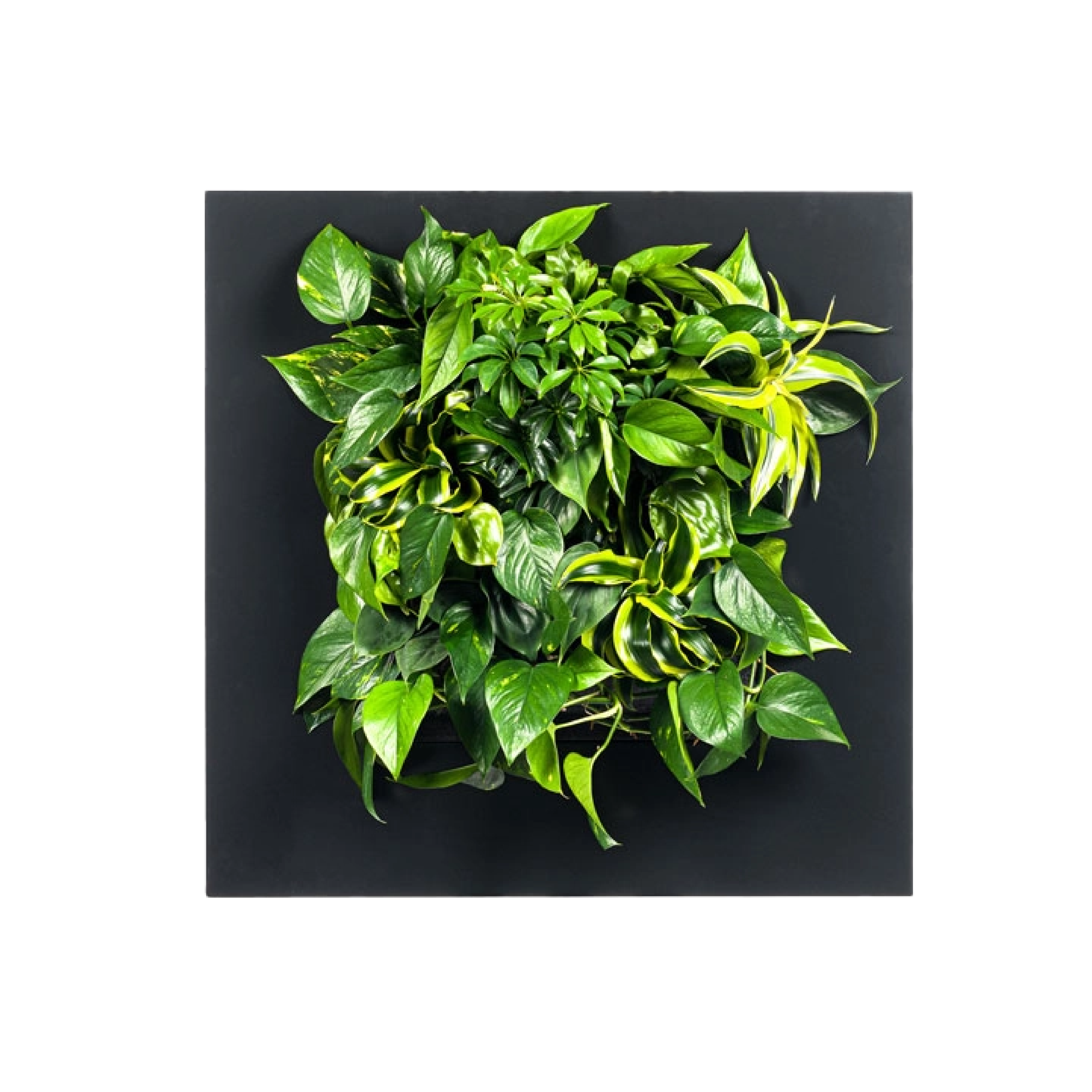 LivePicture GO - Black