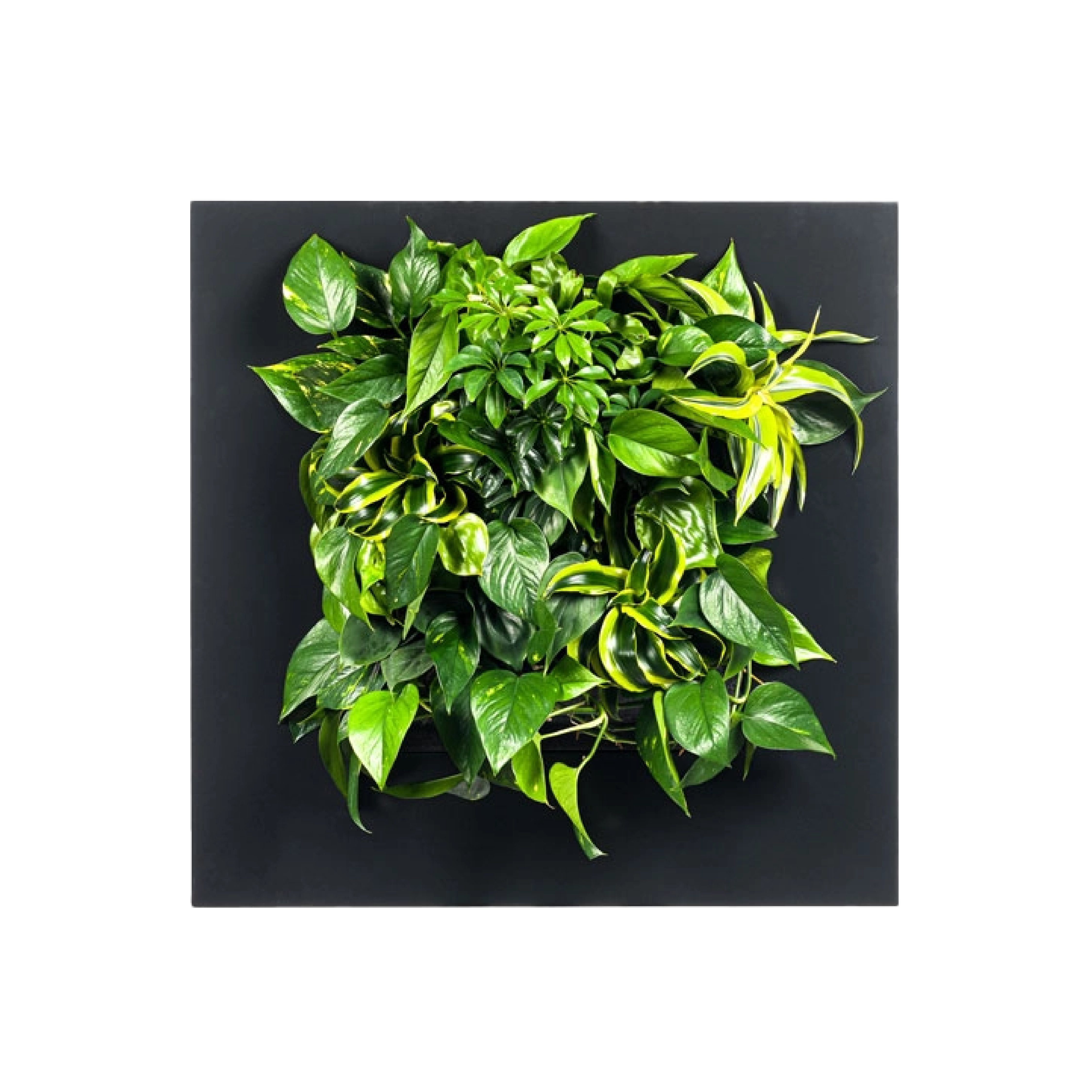 LivePicture GO - Charcoal