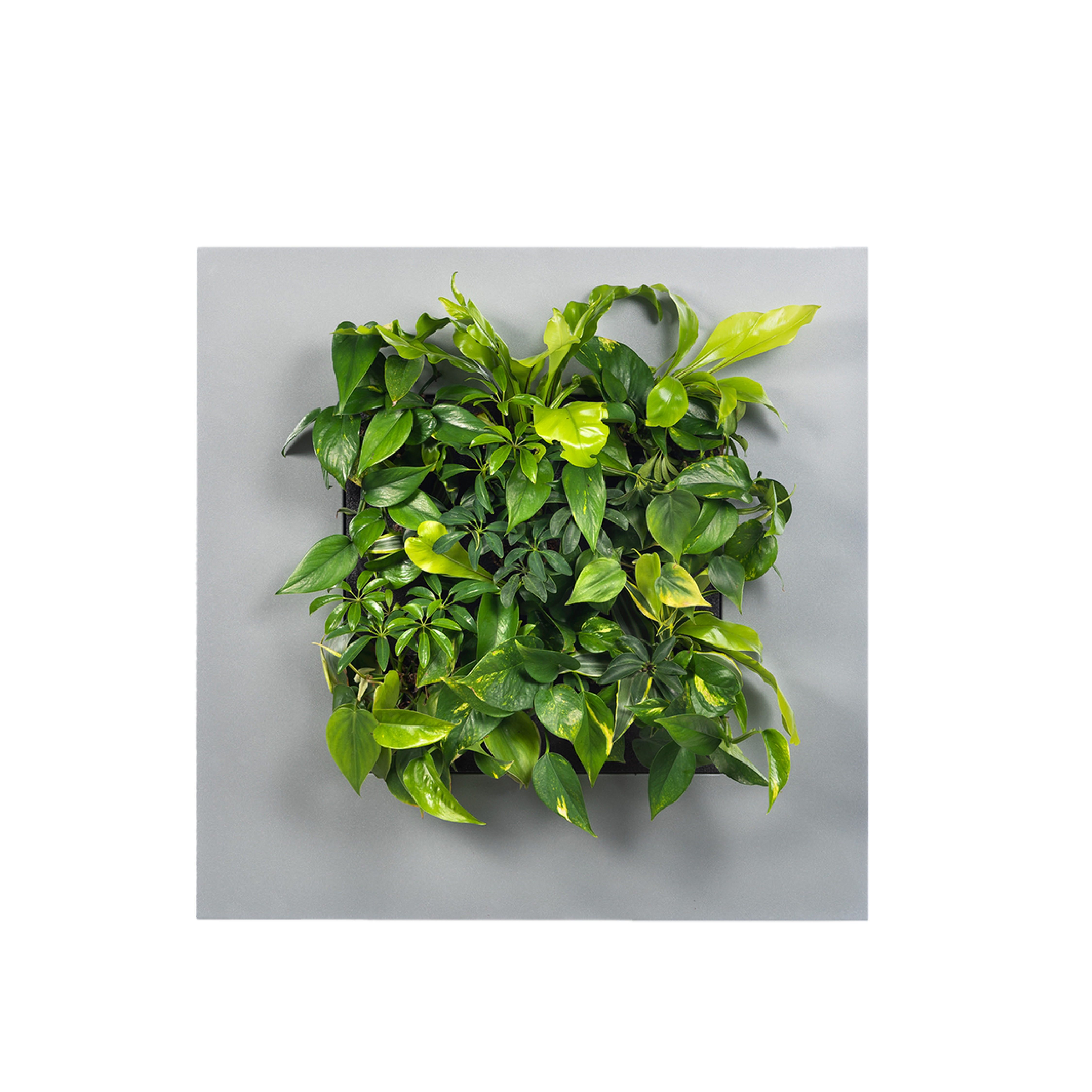 LivePicture 1 - Silver