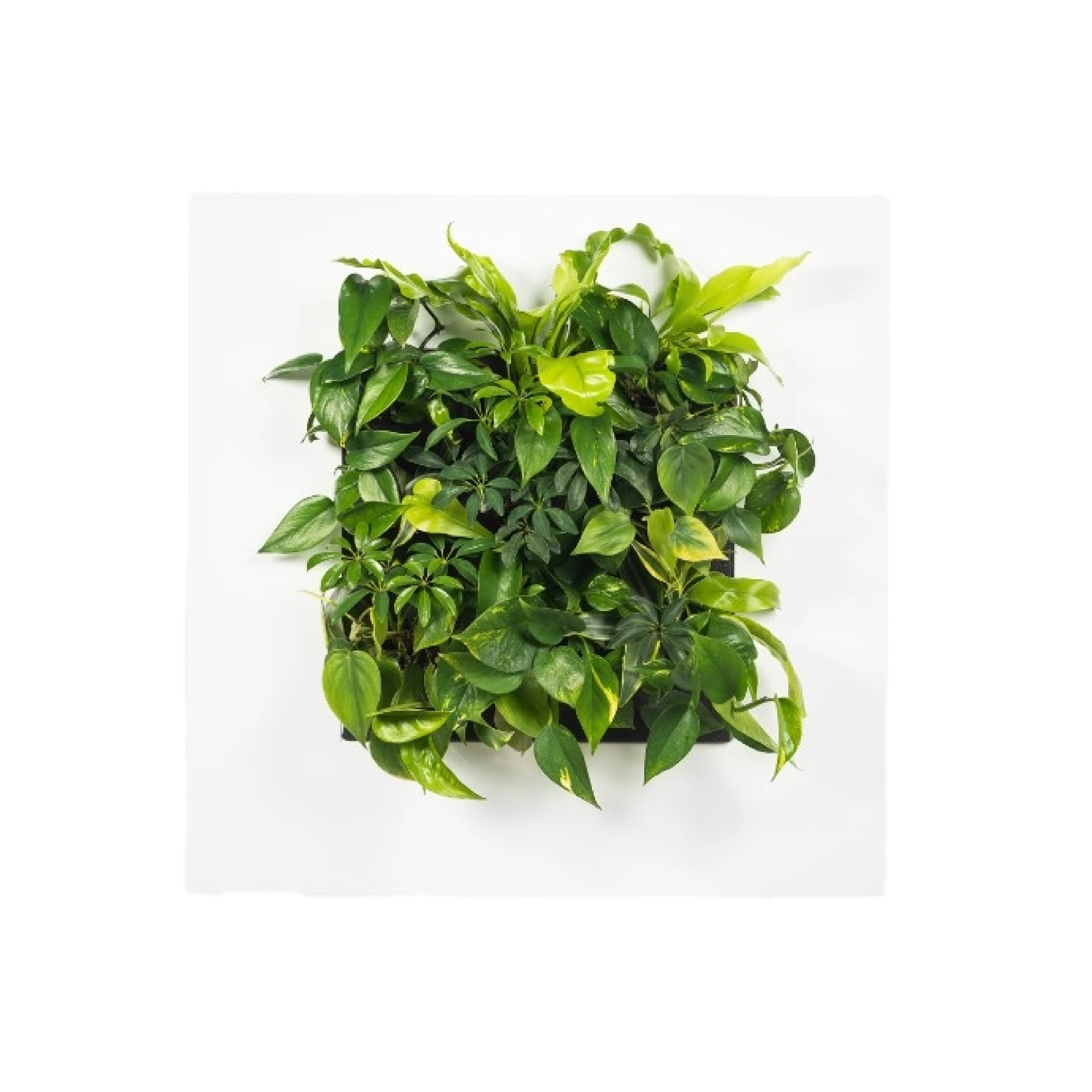 LivePicture 1 - White