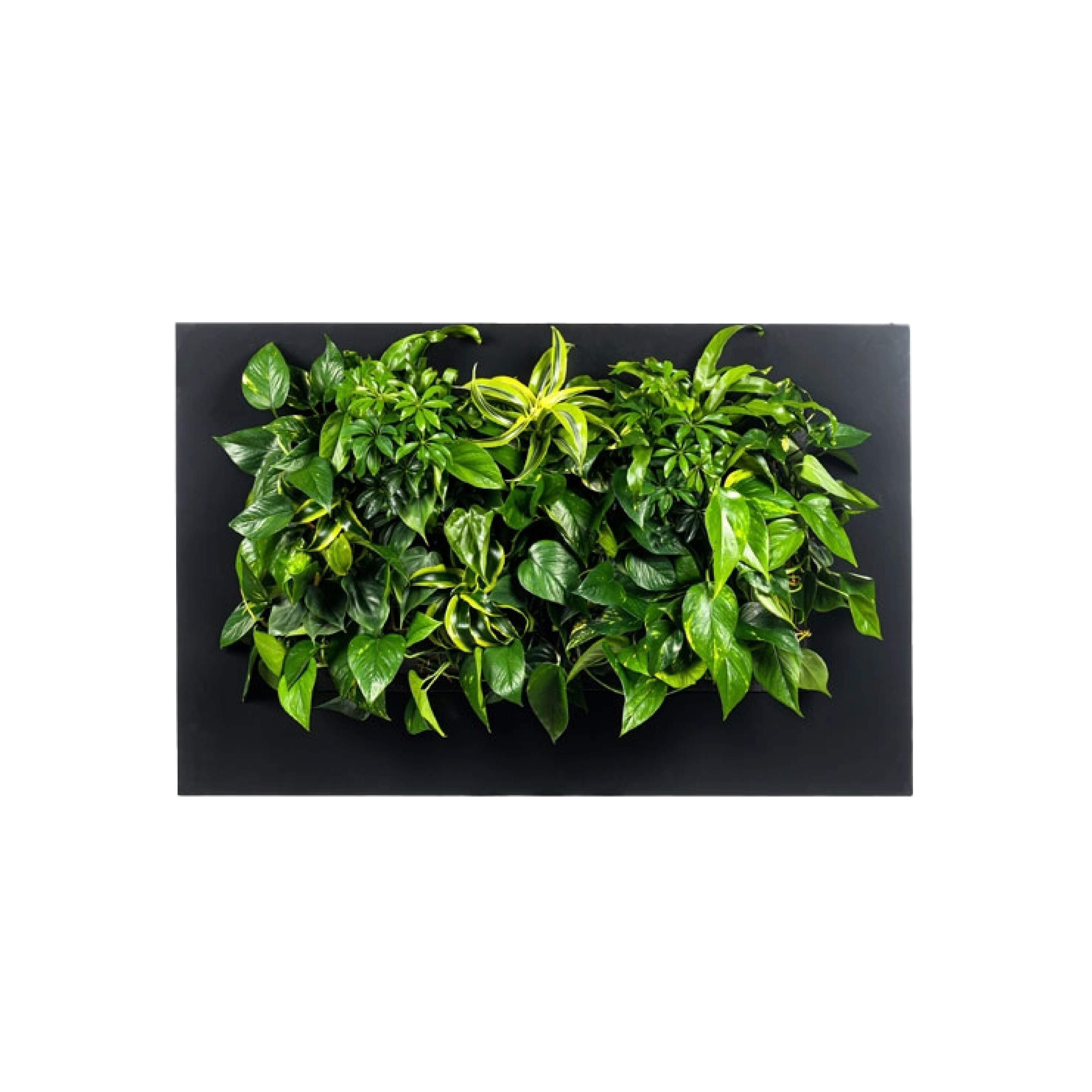 LivePicture 2 - Charcoal