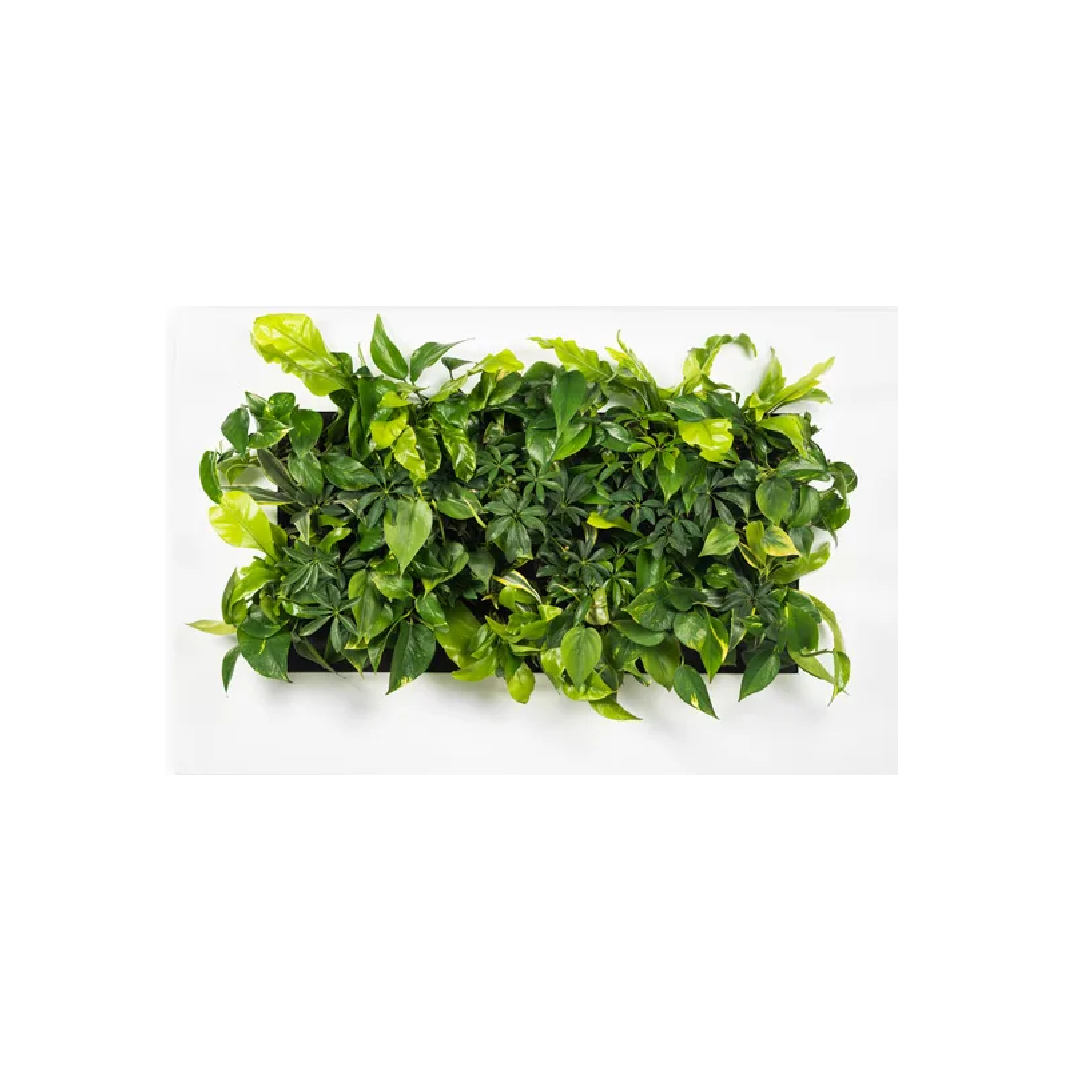 LivePicture 2 - White