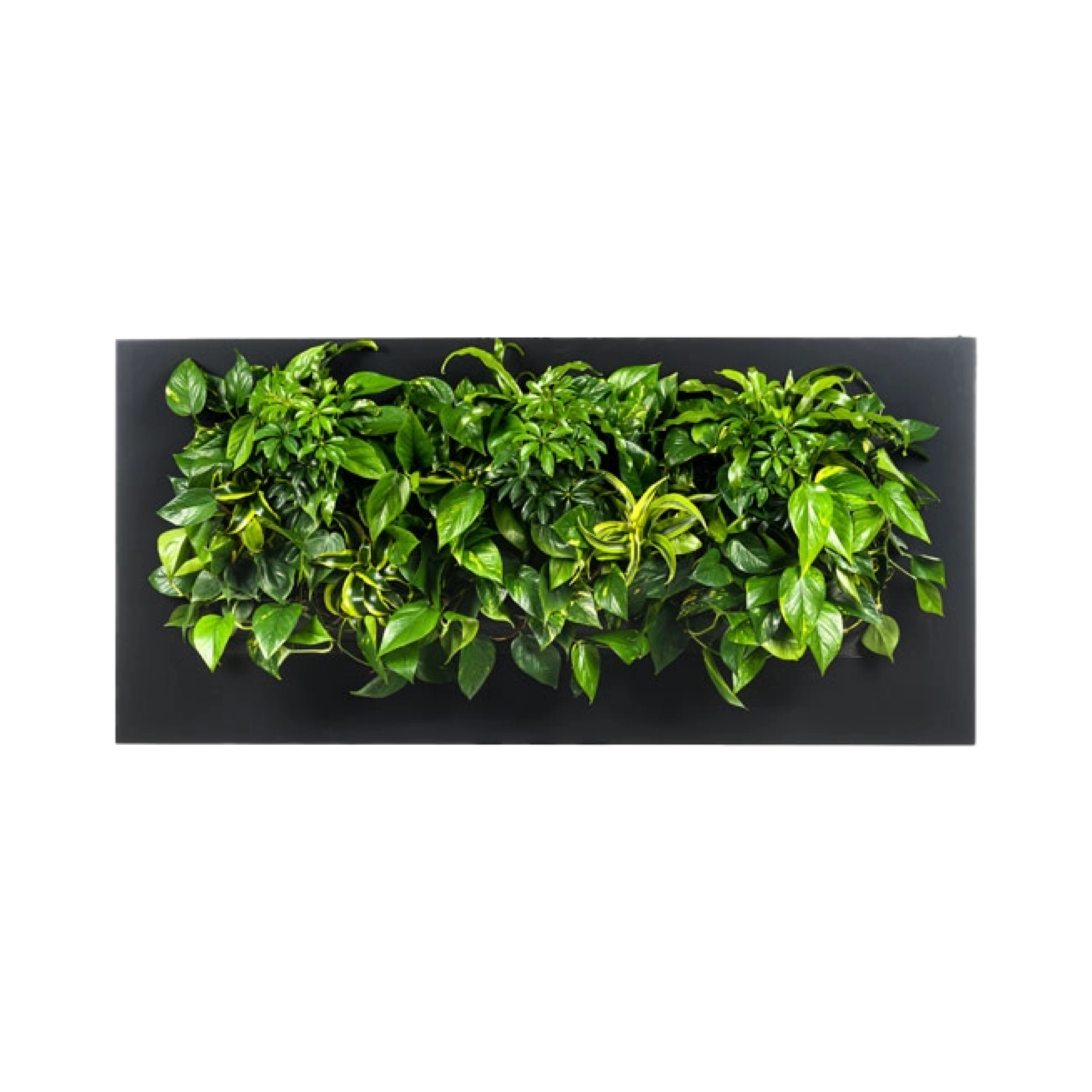 LivePicture 3 - Charcoal