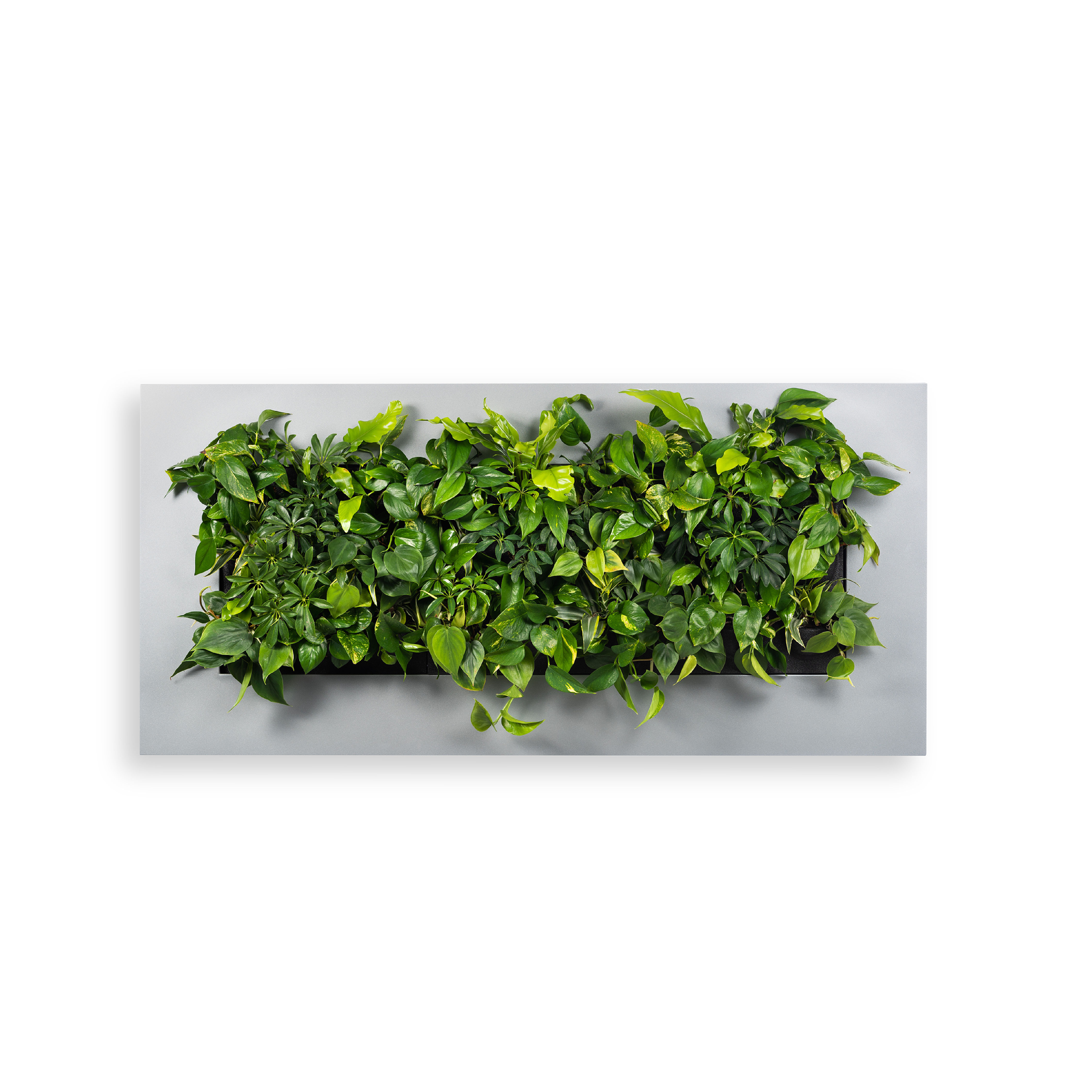 LivePicture 3 - Silver