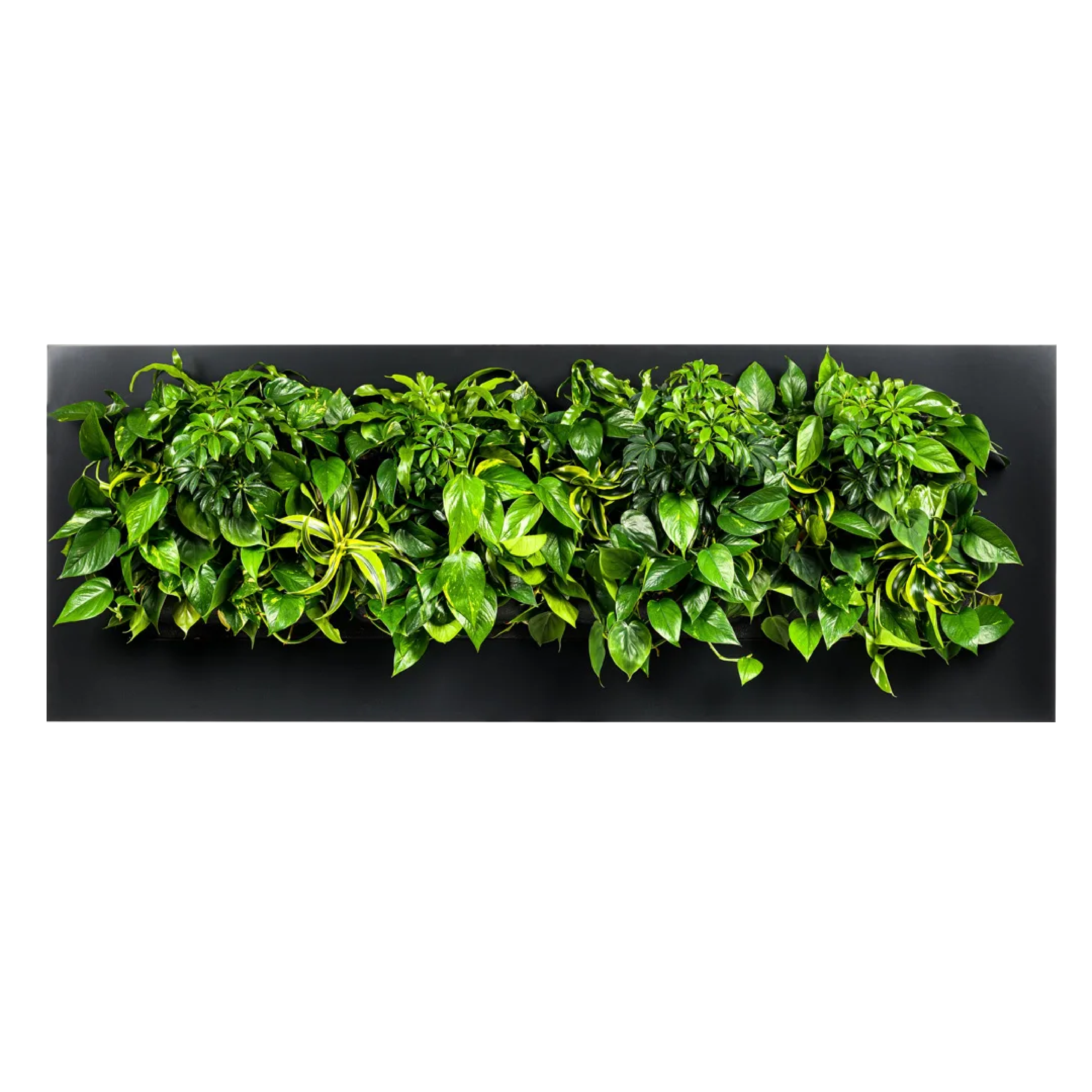 LivePicture 4 - Charcoal