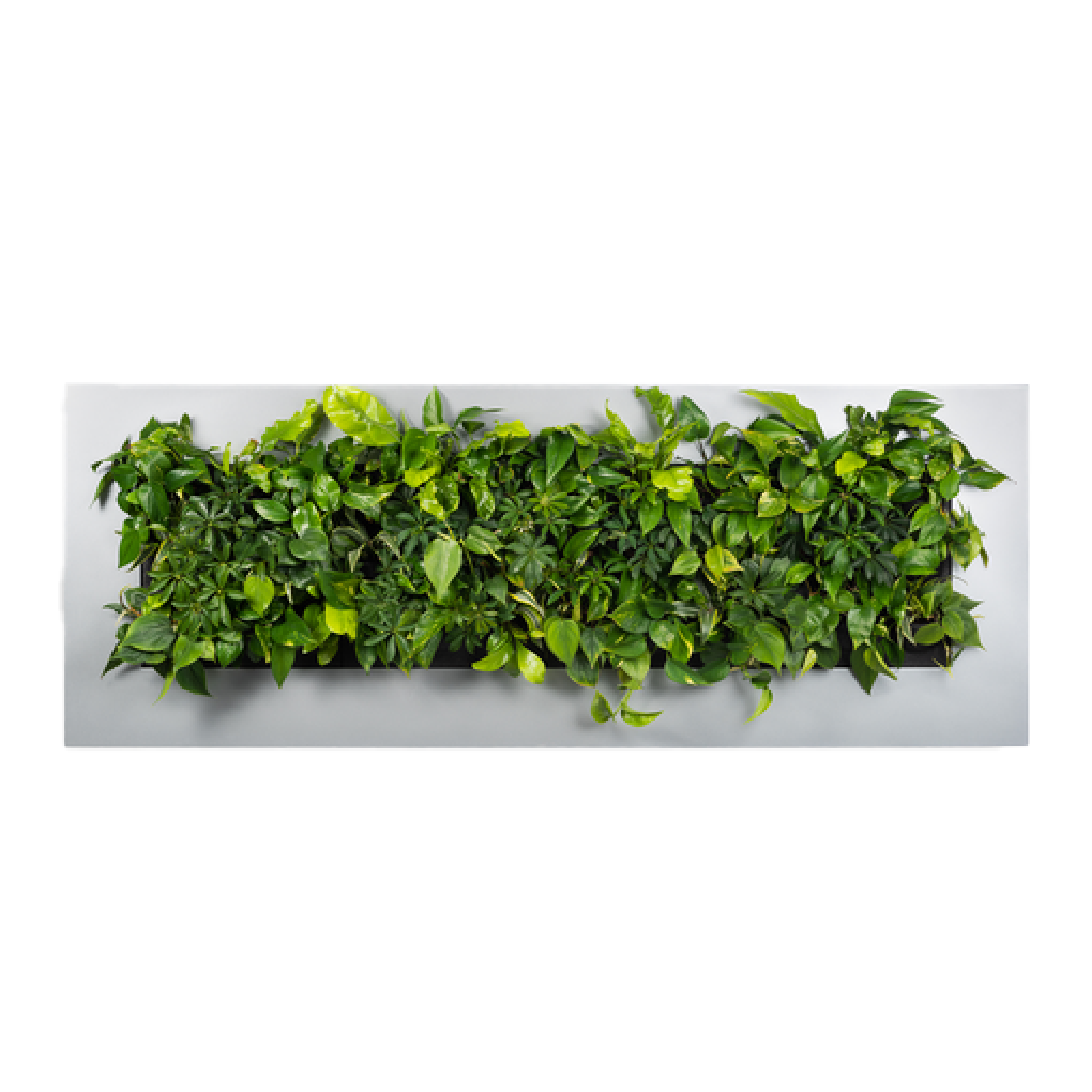 LivePicture 4 - Silver