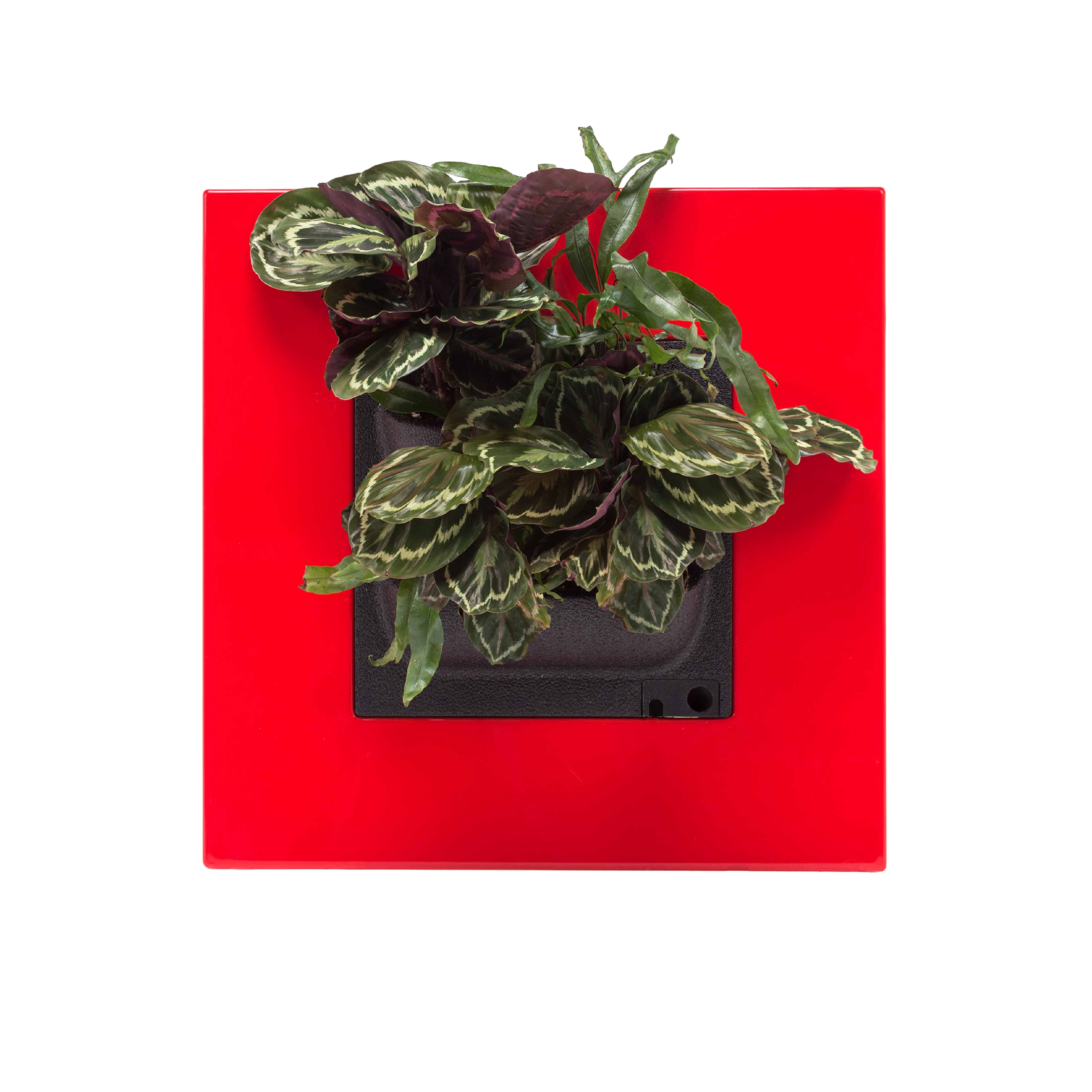 LivePicture GO - Red