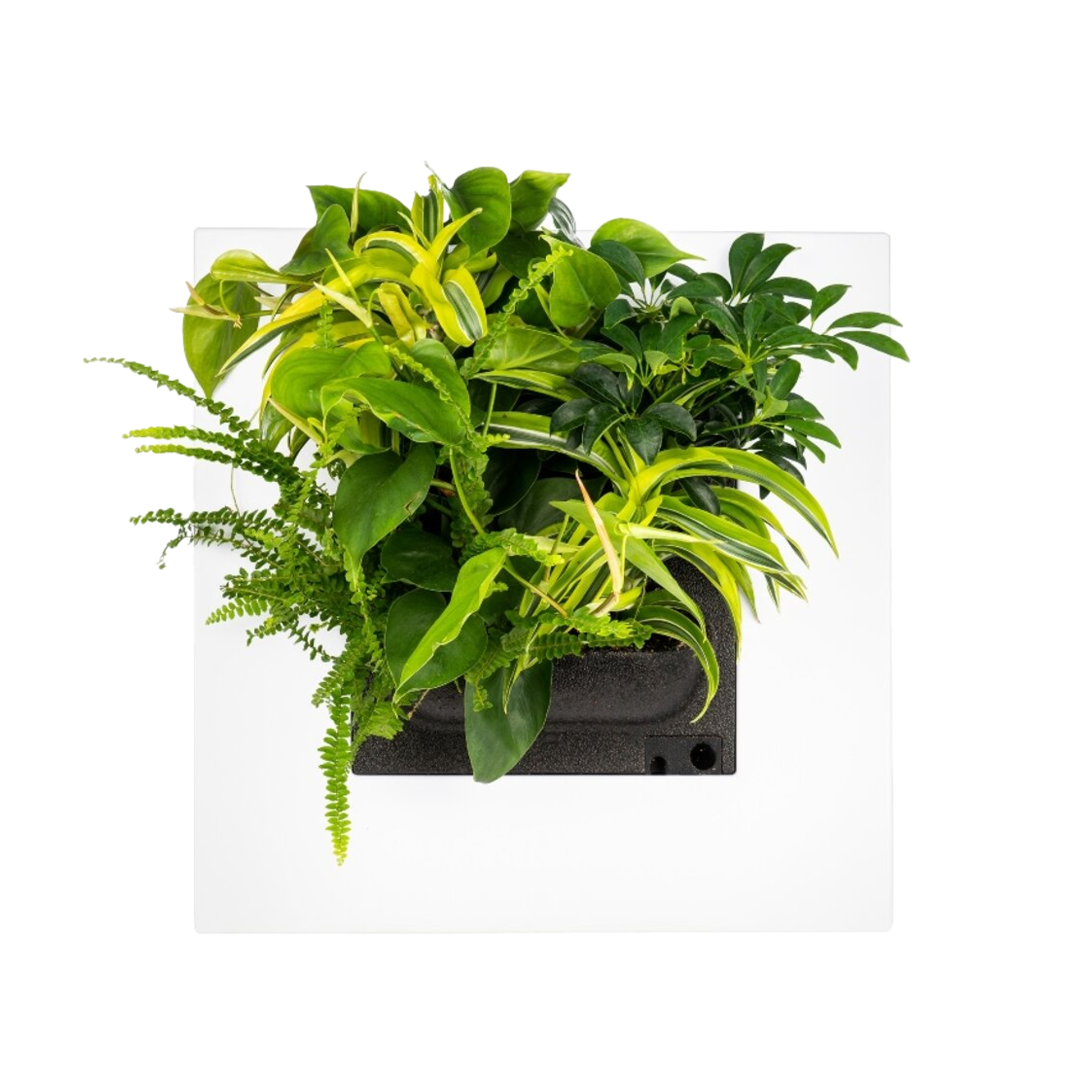 LivePicture GO - White