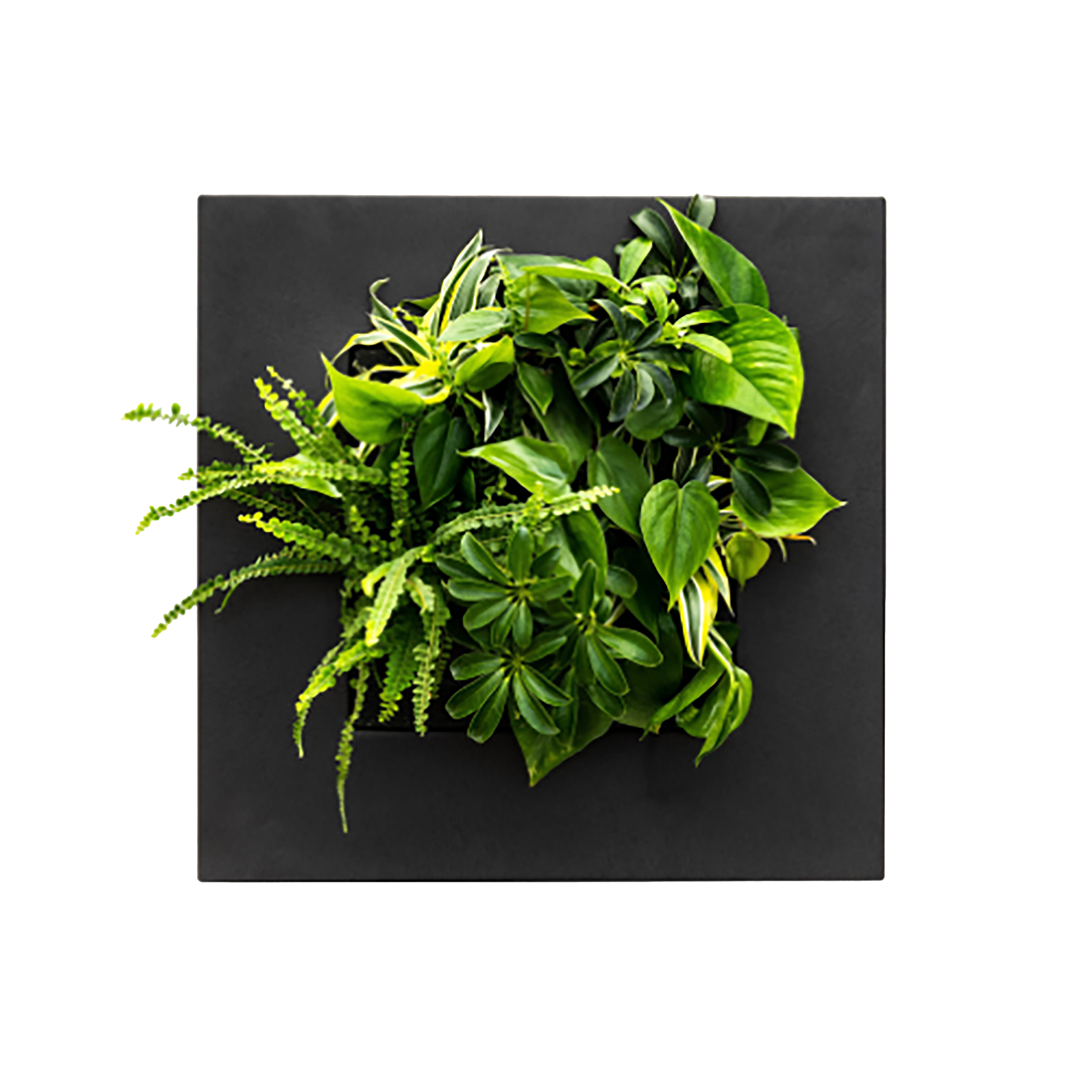 LivePicture GO Bamboo - Black