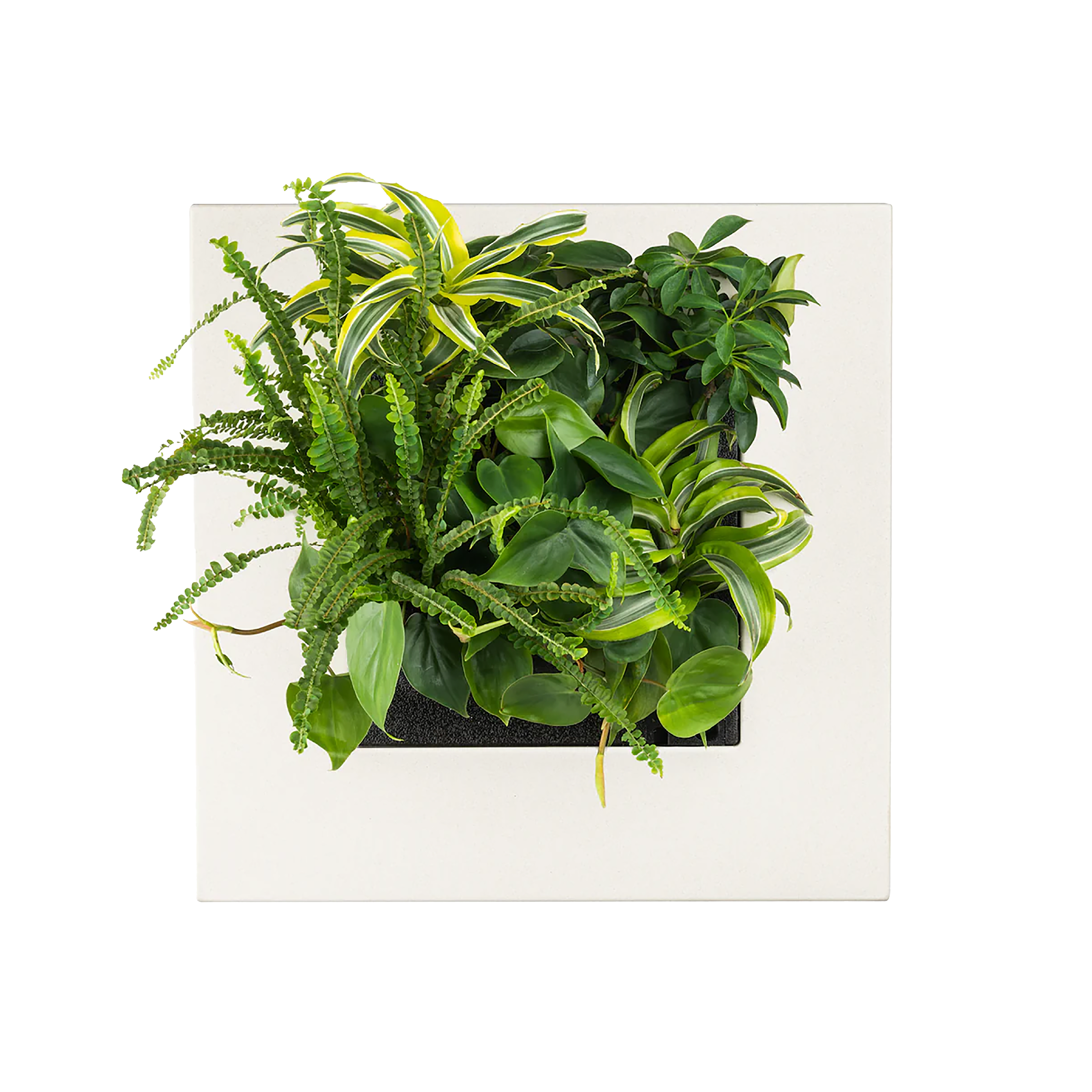 LivePicture GO Bamboo - Natural