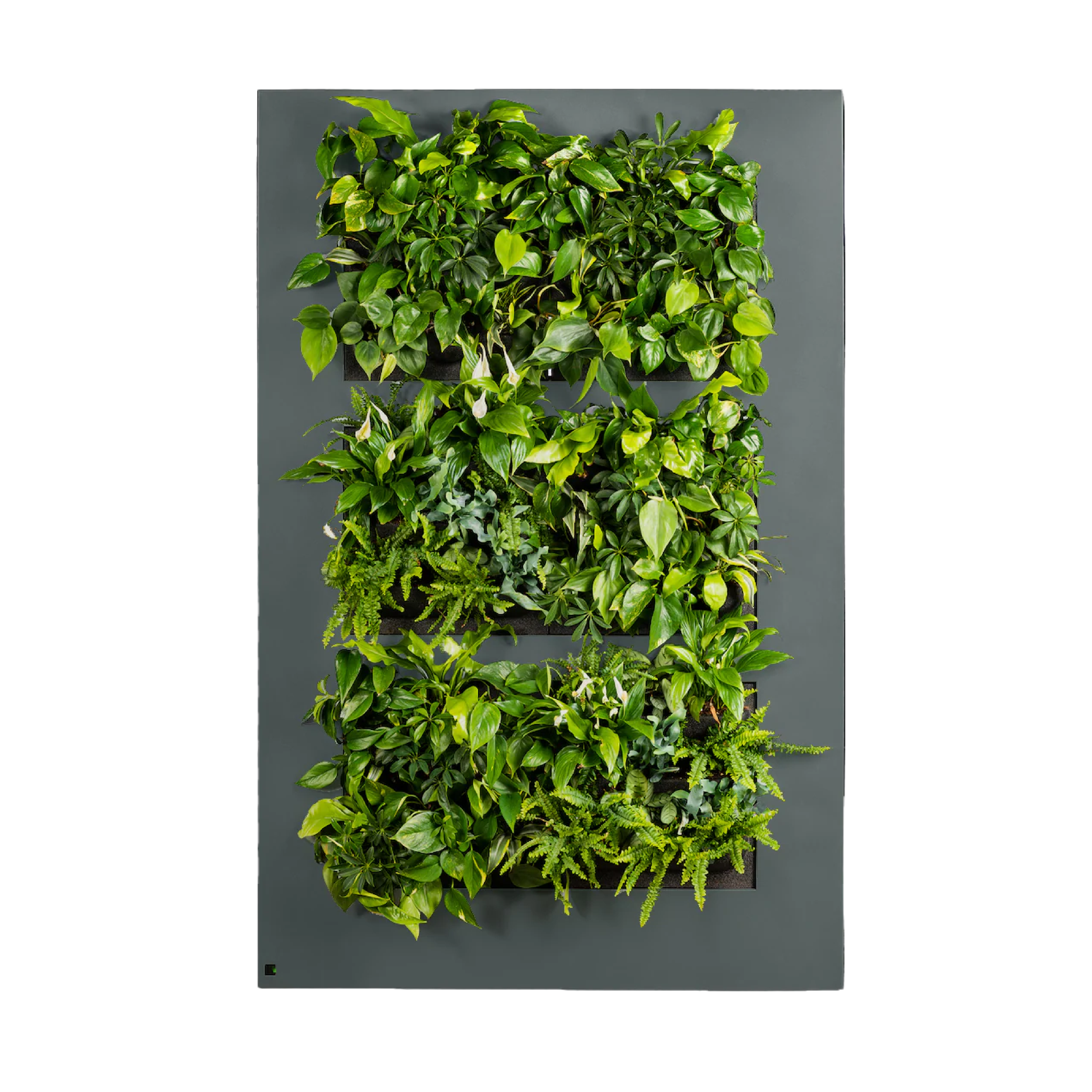 LivePicture XL - Charcoal