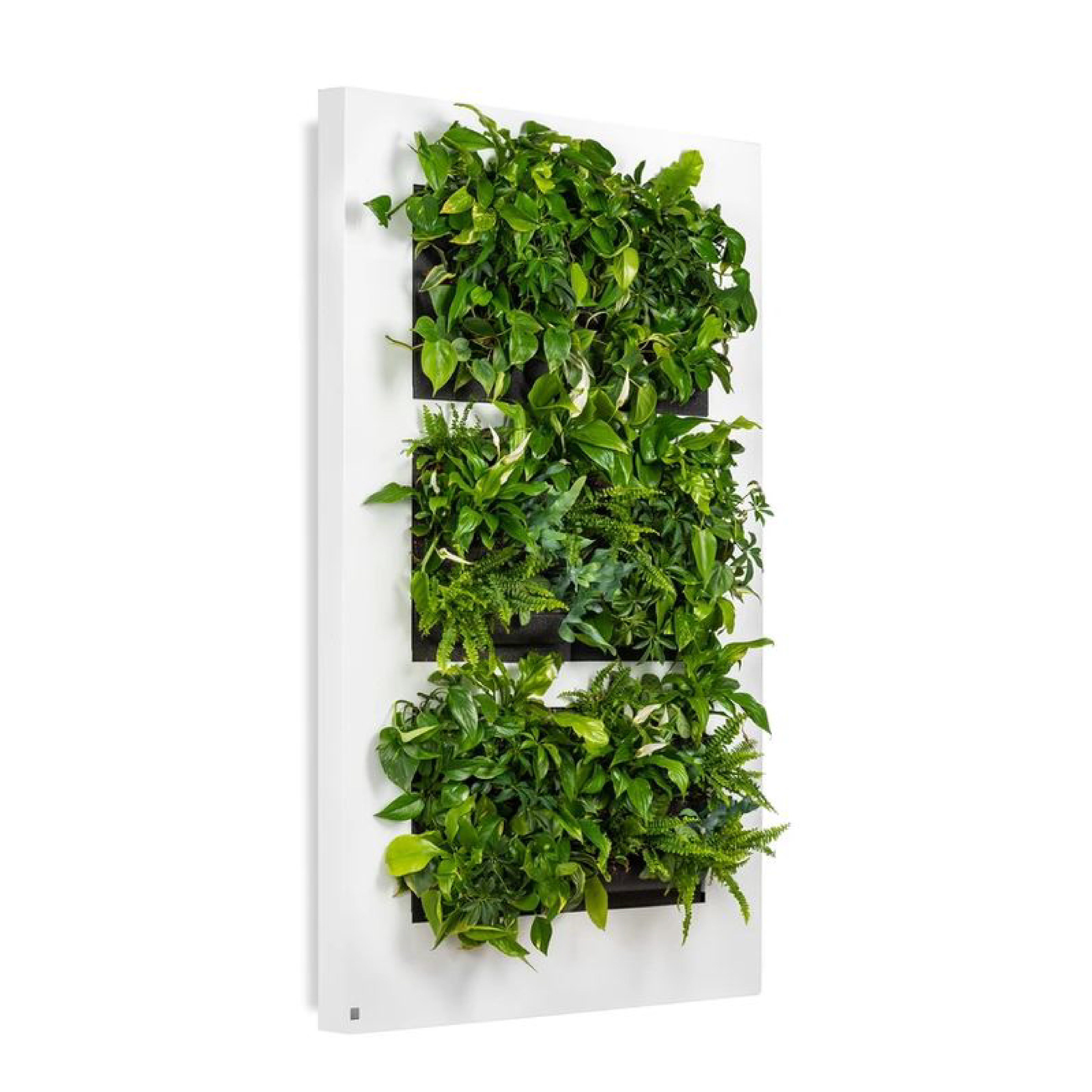 LivePicture XL - White