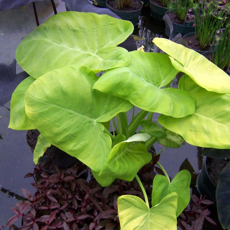 Lemon Lime Taro (Xanthosoma mafaffa) - 5.5" Pot