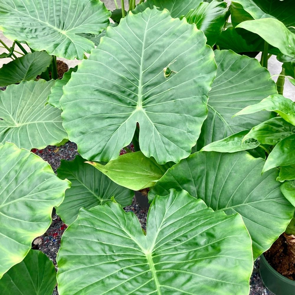 Alocasia 'Calidora' (Alocasia 'Calidora') - 14" Pot