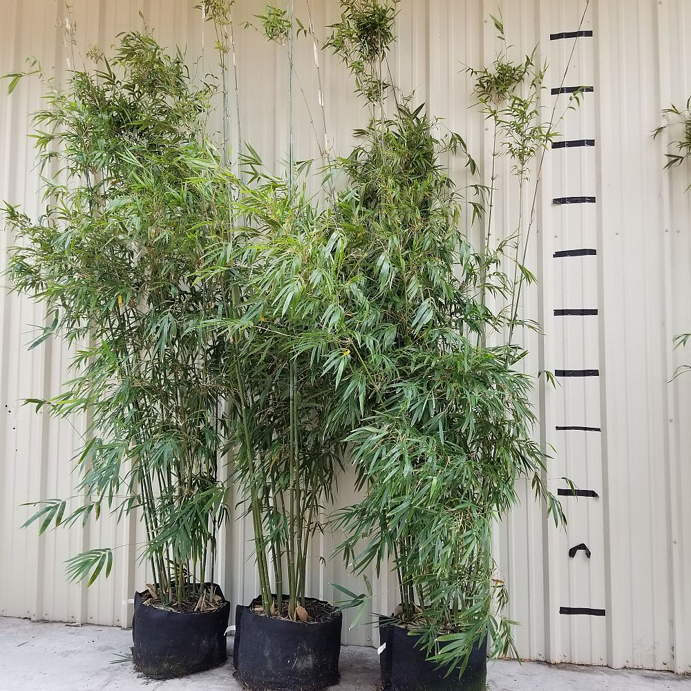 Bamboo 'Asian Lemon' (Bambusa Eutuldoides) - 15g Pot