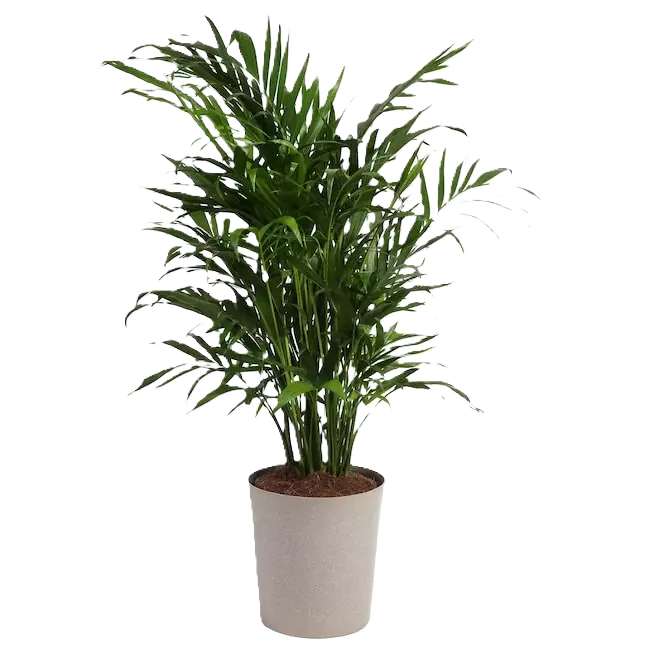 Palms & Cycads (Image)